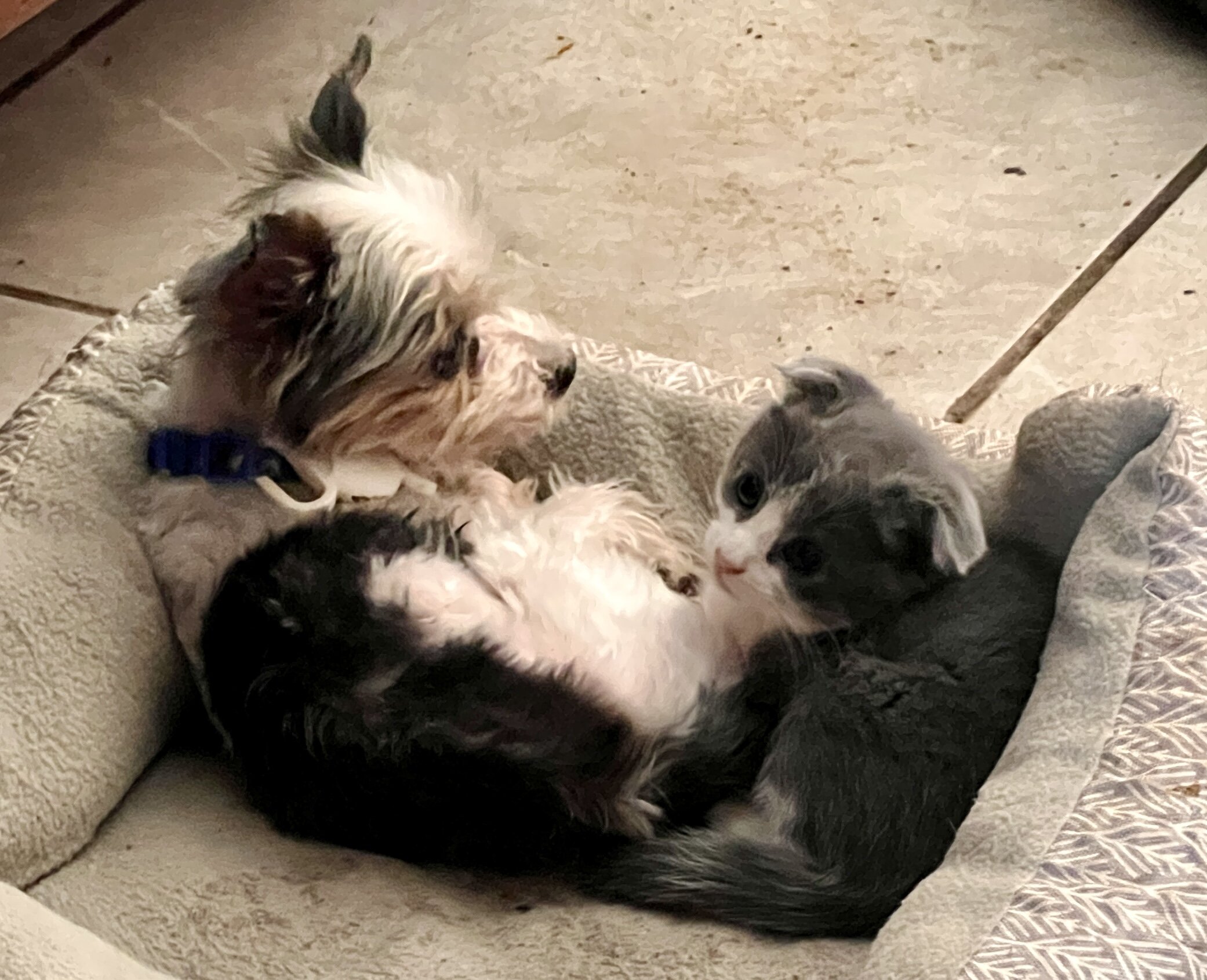Kittens image 5