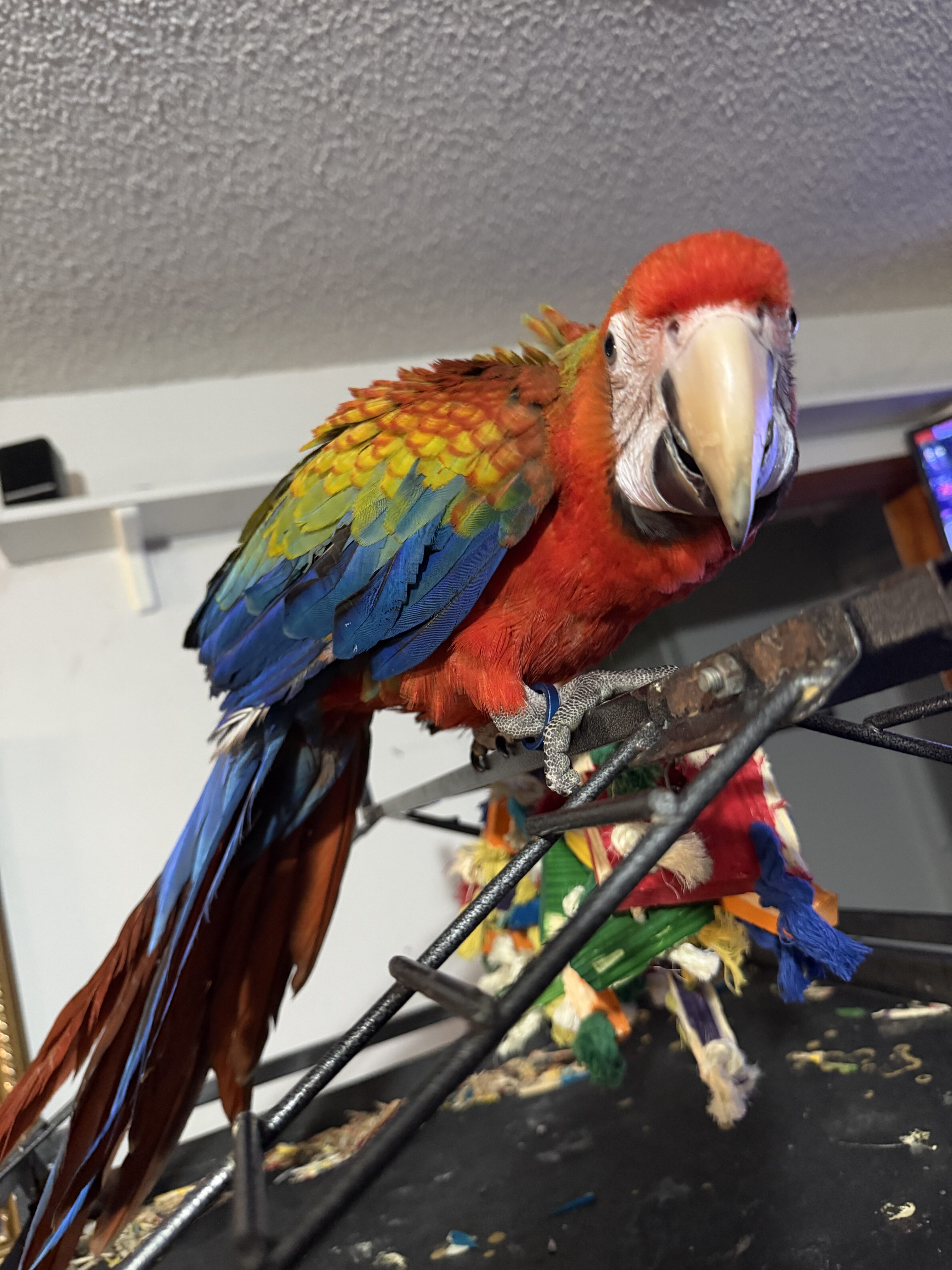 Red Camelot Macaw. Hatched 01-08-2026 Female$4500. image 3