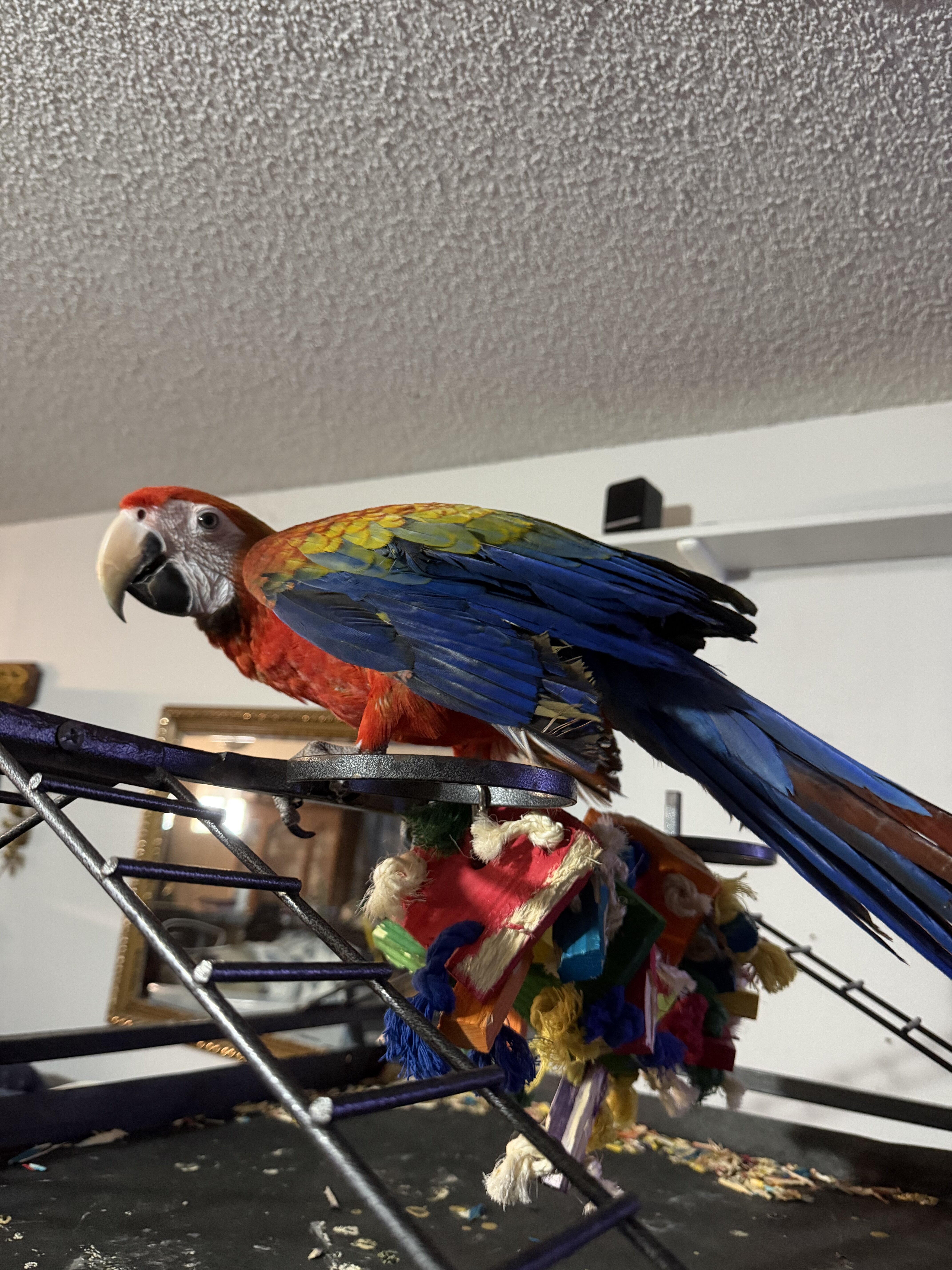 Red Camelot Macaw. Hatched 01-08-2026 Female$4500. image 1