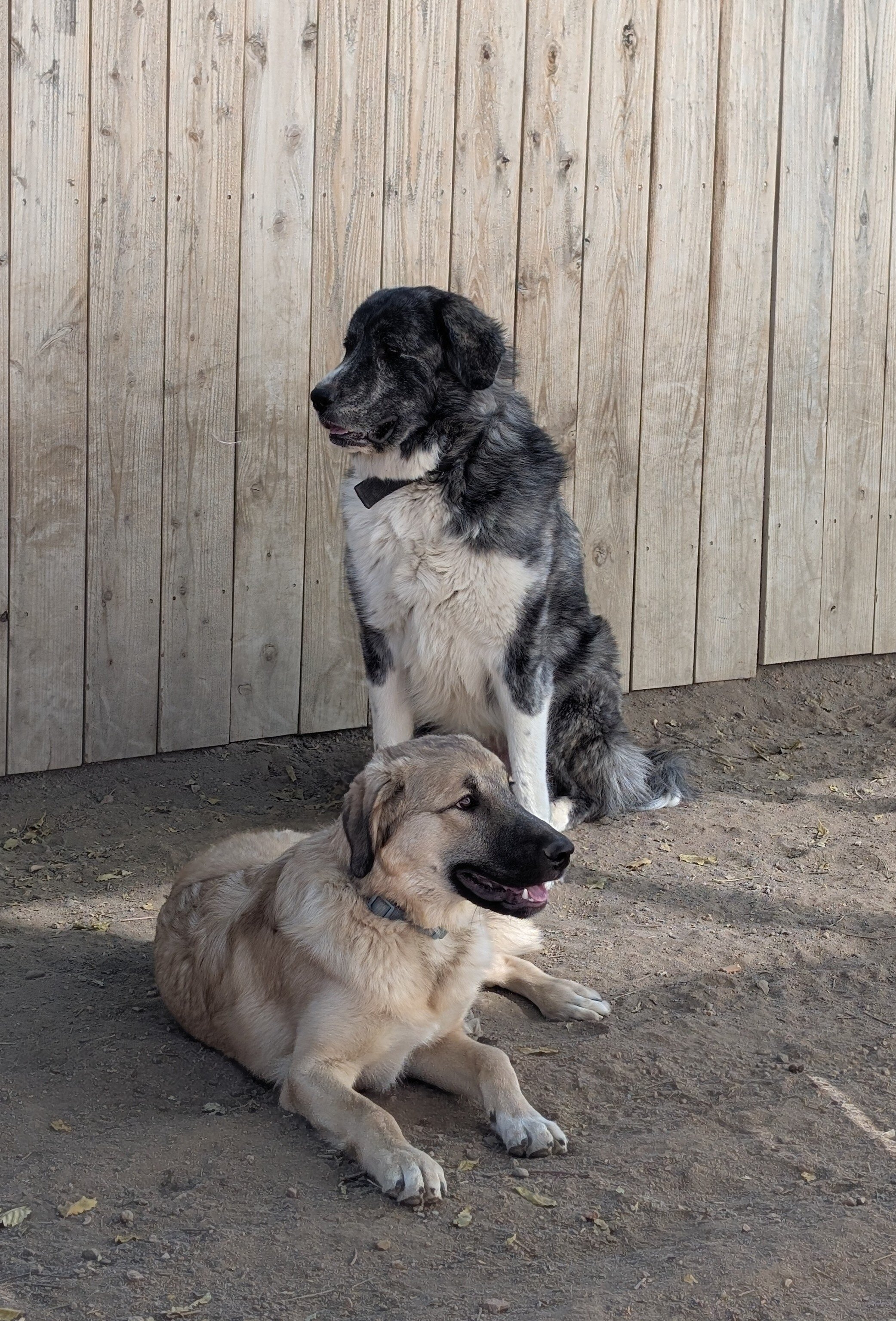 Anatolian Pyrenees puppies image 2
