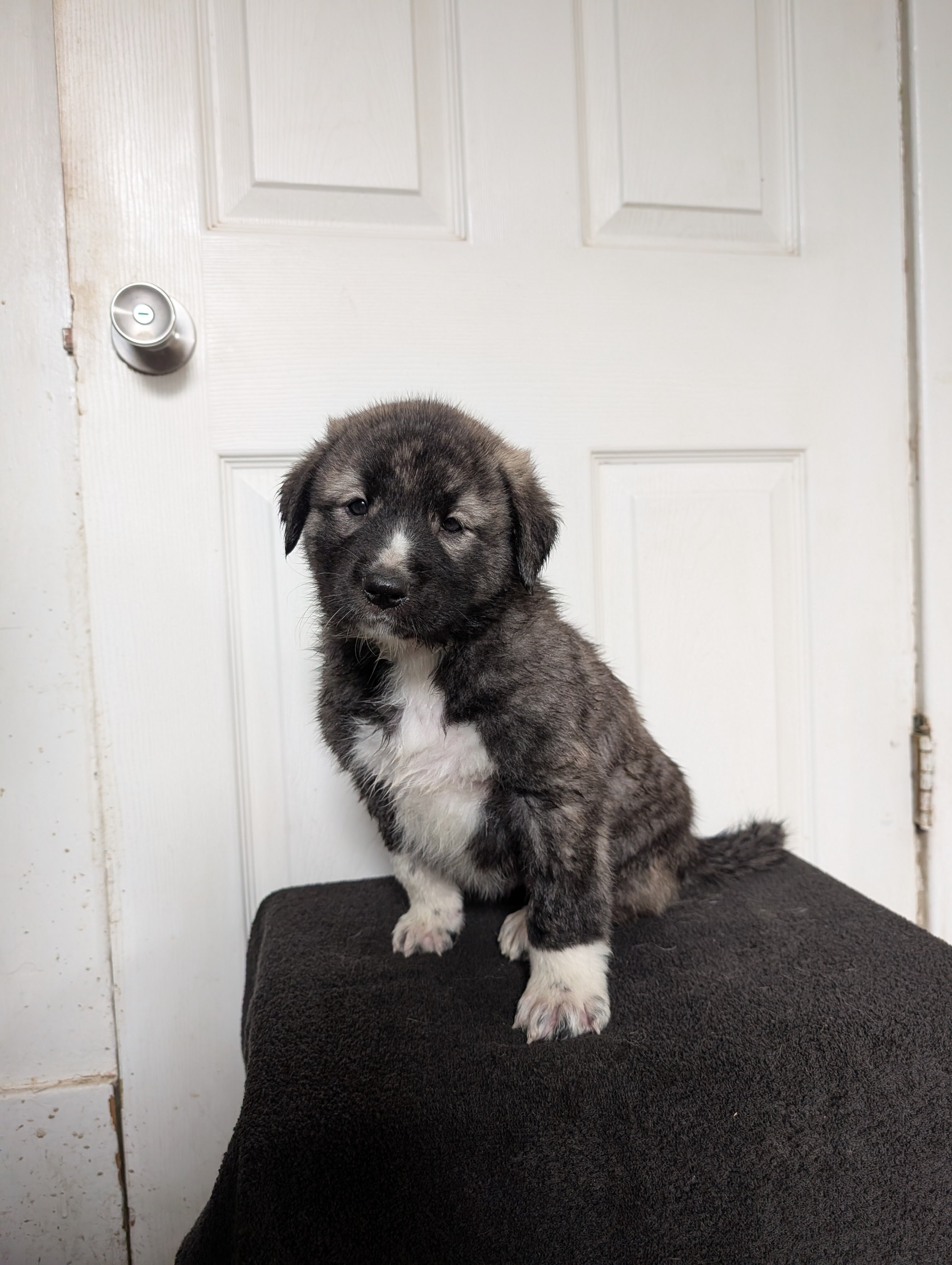 Anatolian Pyrenees puppies image 3