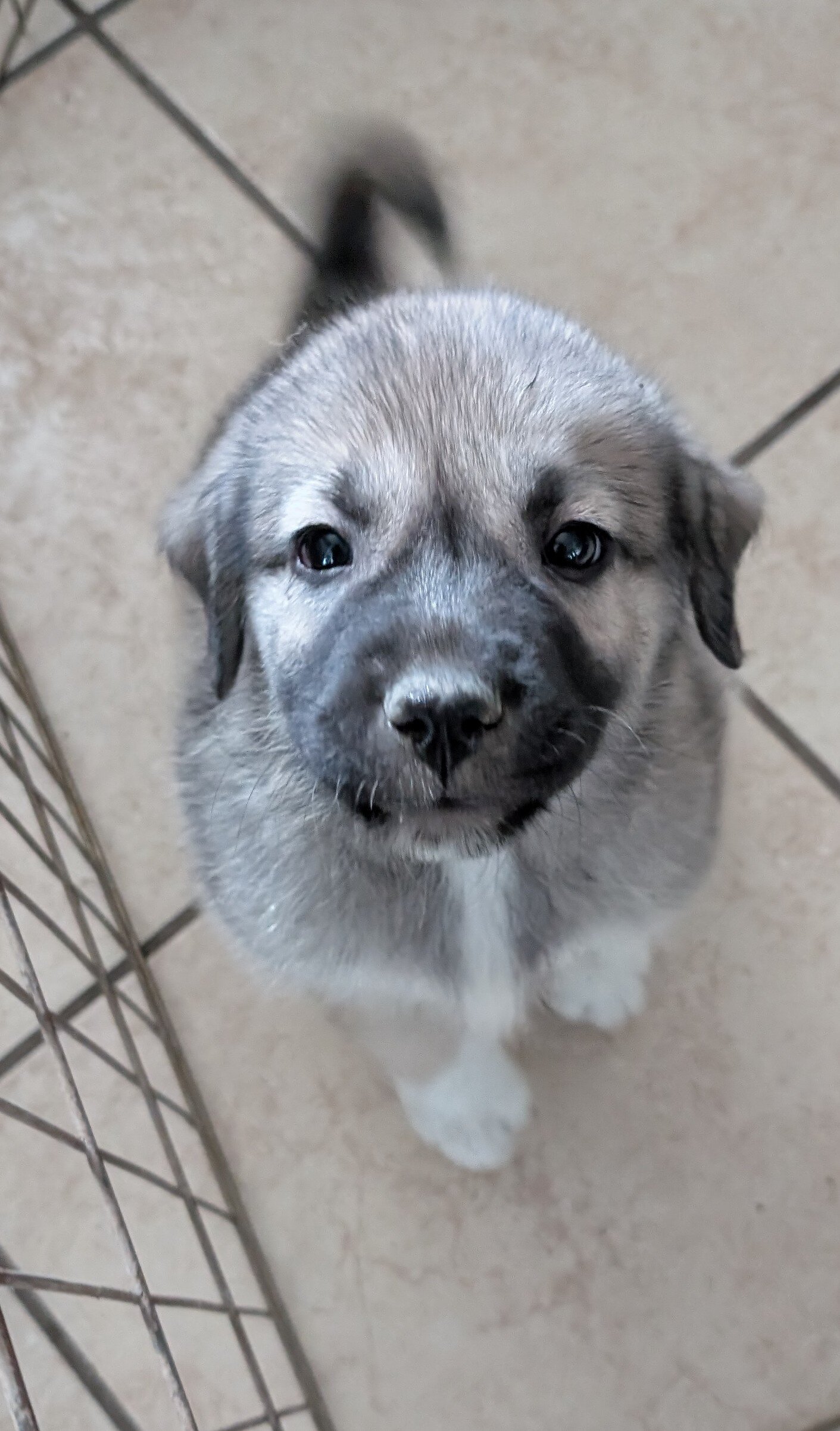 Anatolian Pyrenees puppies image 1