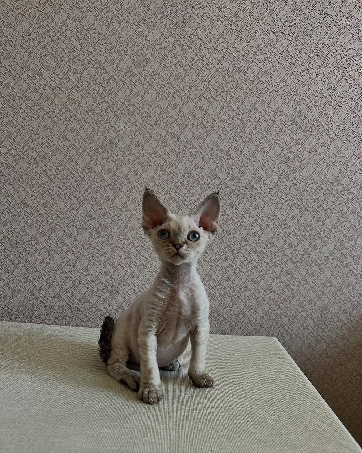 Male Devon Rex image 1