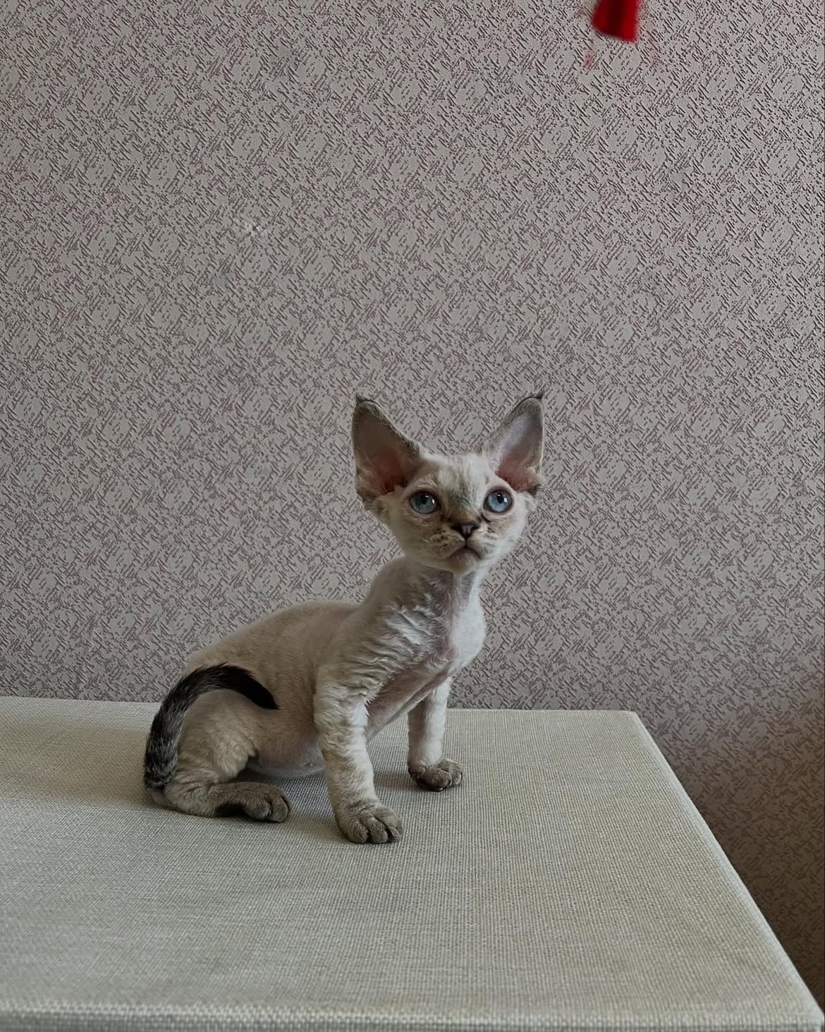 Male Devon Rex image 2