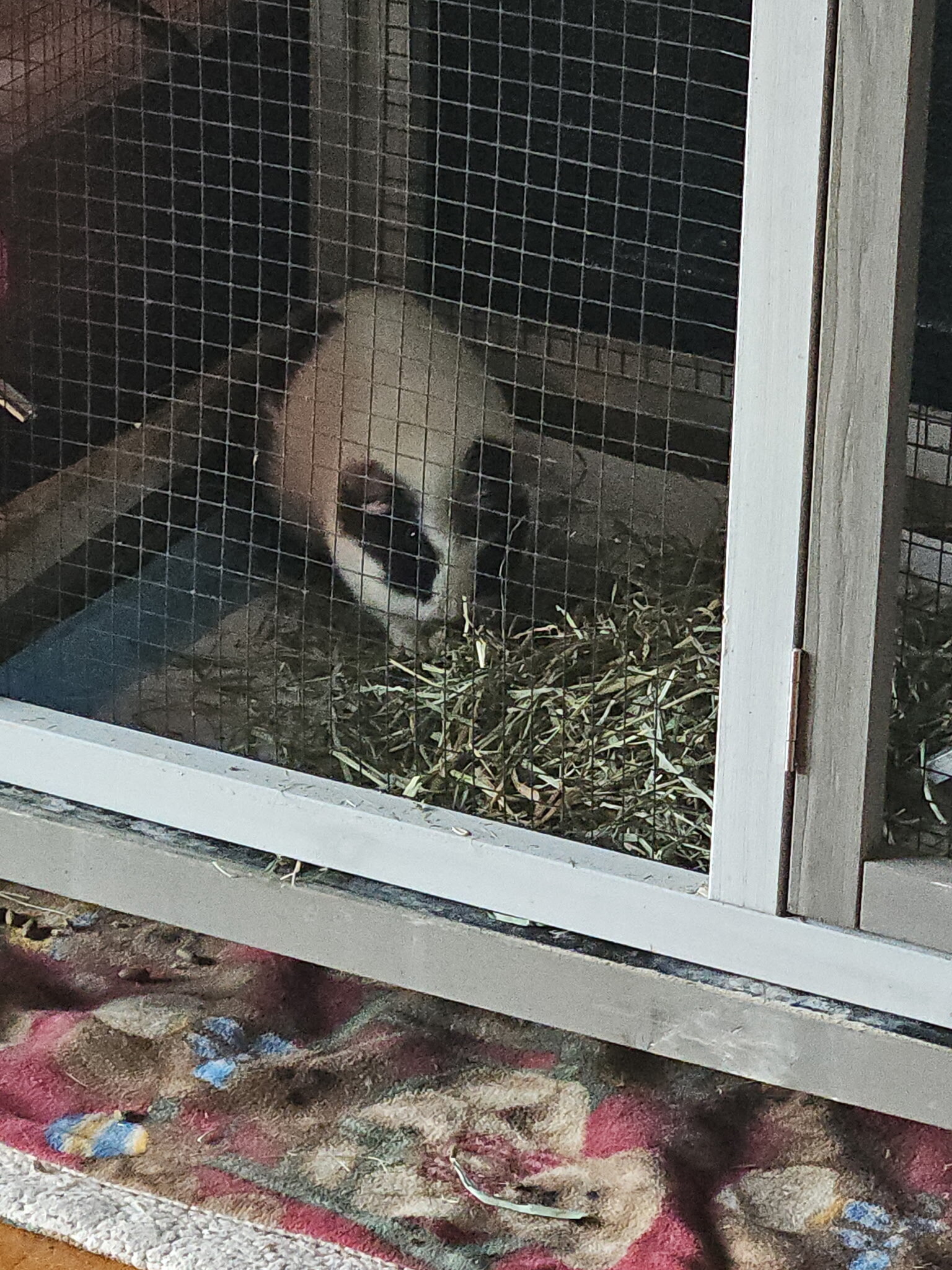 Guinea pigs image 2