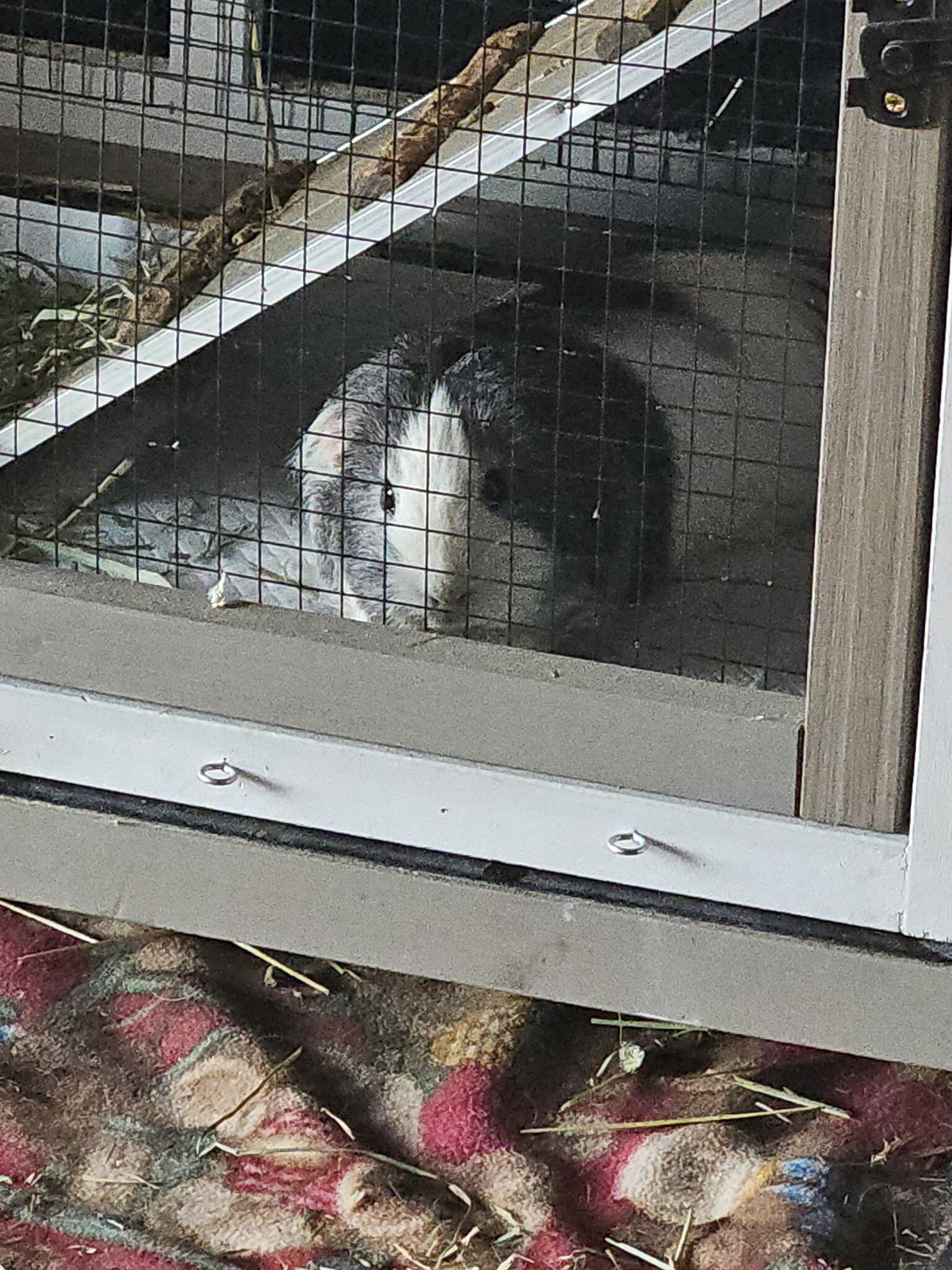 Guinea pigs image 3