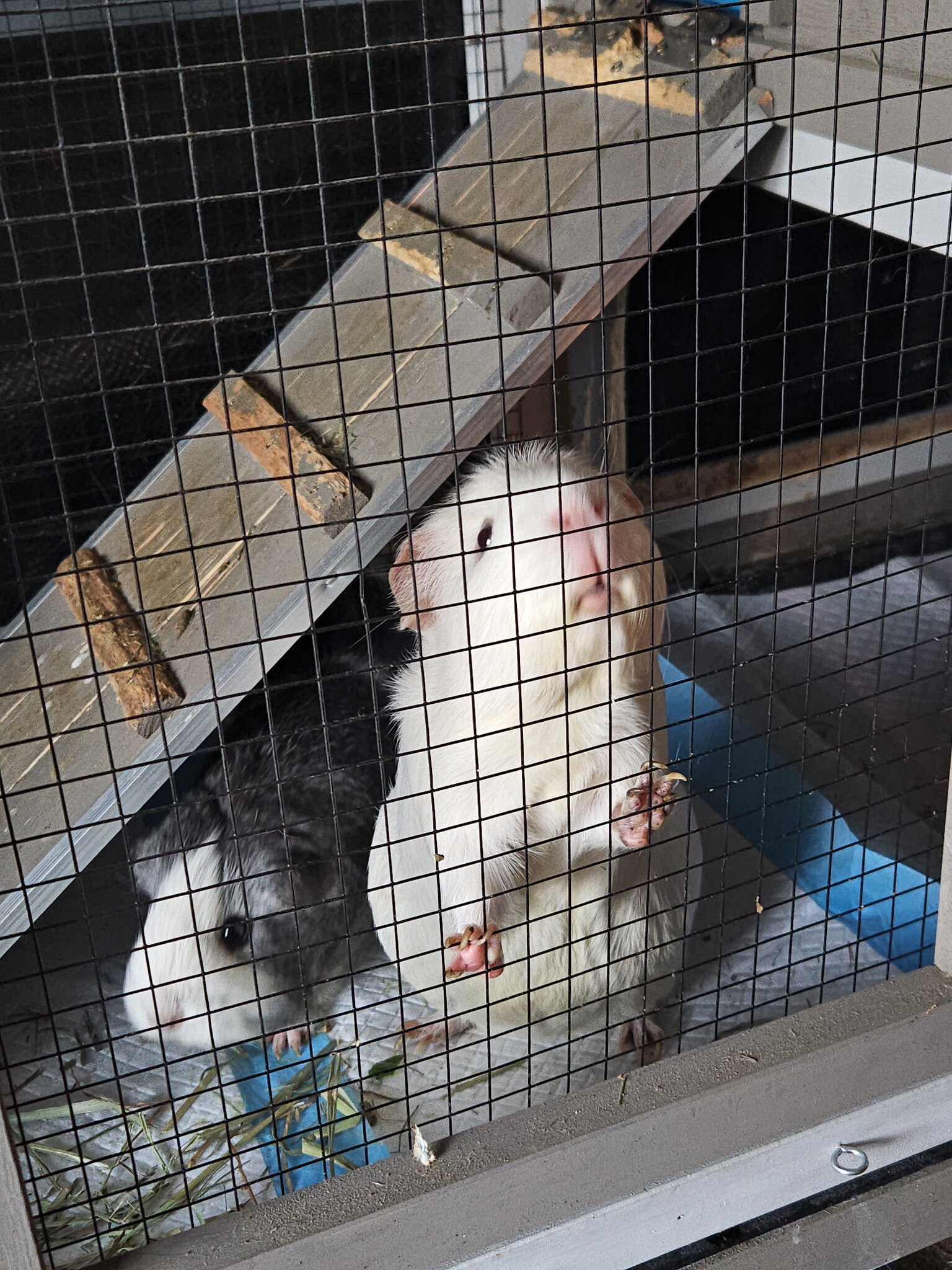 Guinea pigs image 1