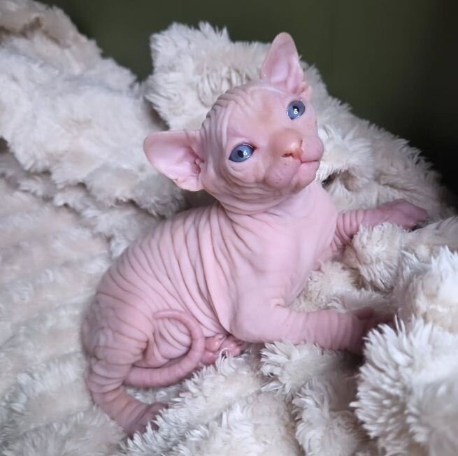 Exceptional Sphynx Kittens Looking for Loving Home image 1