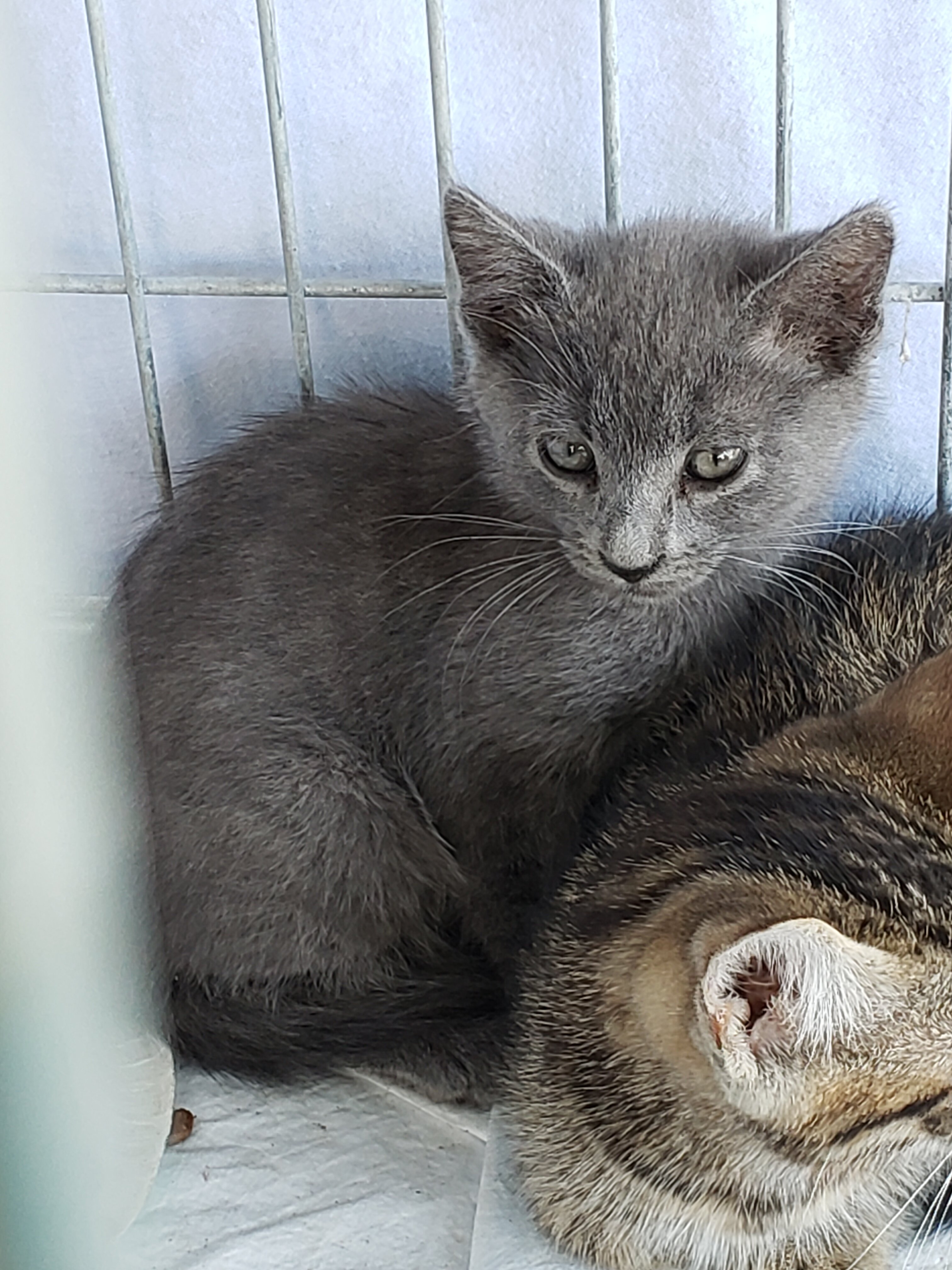 Kitten give away image 1