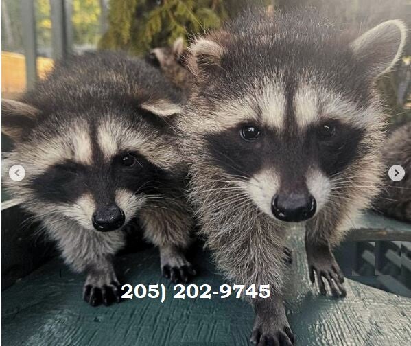 Racoons for sale image 2