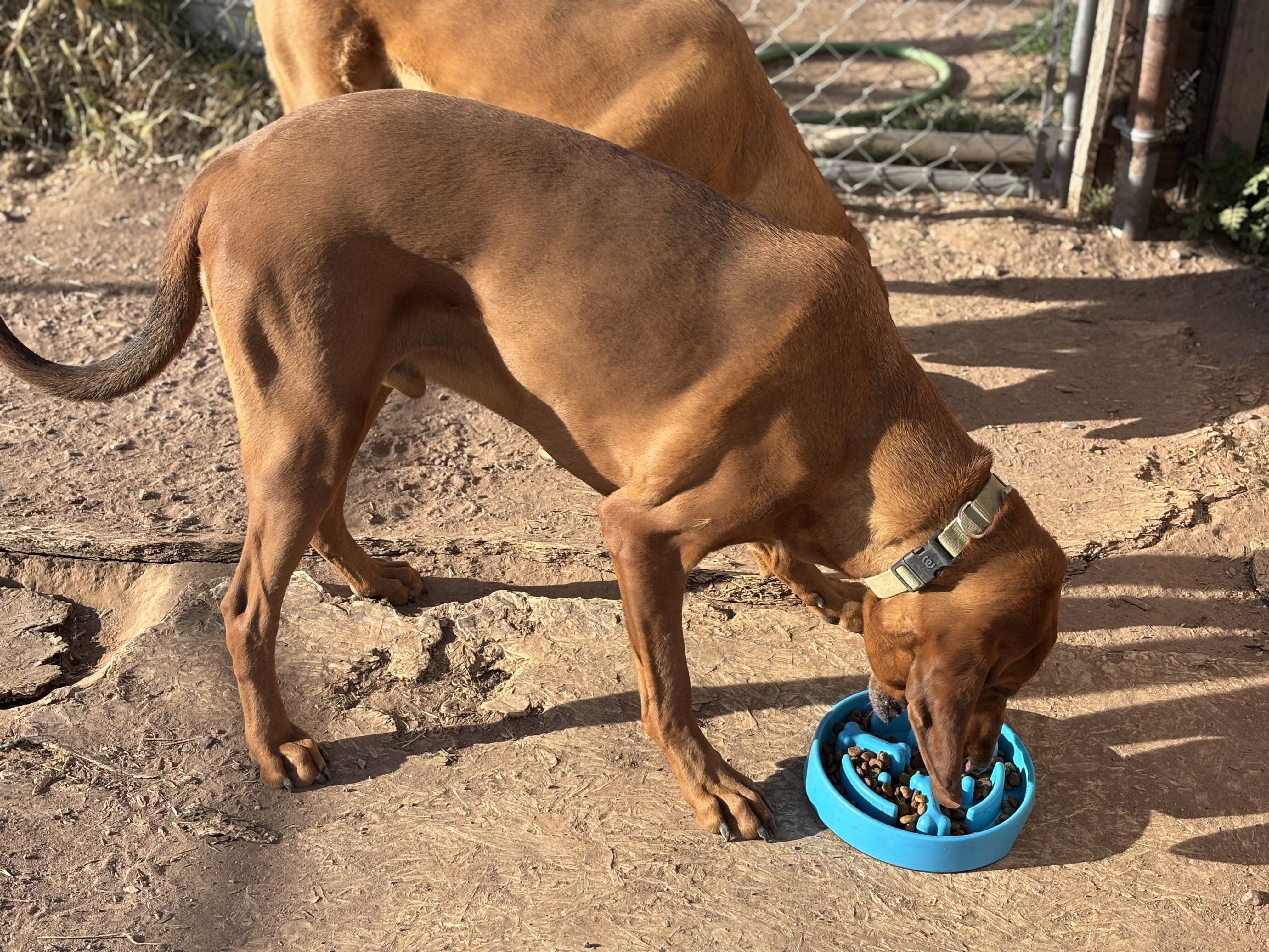 Dog image 2