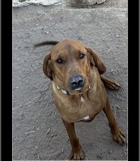 Dog image 1