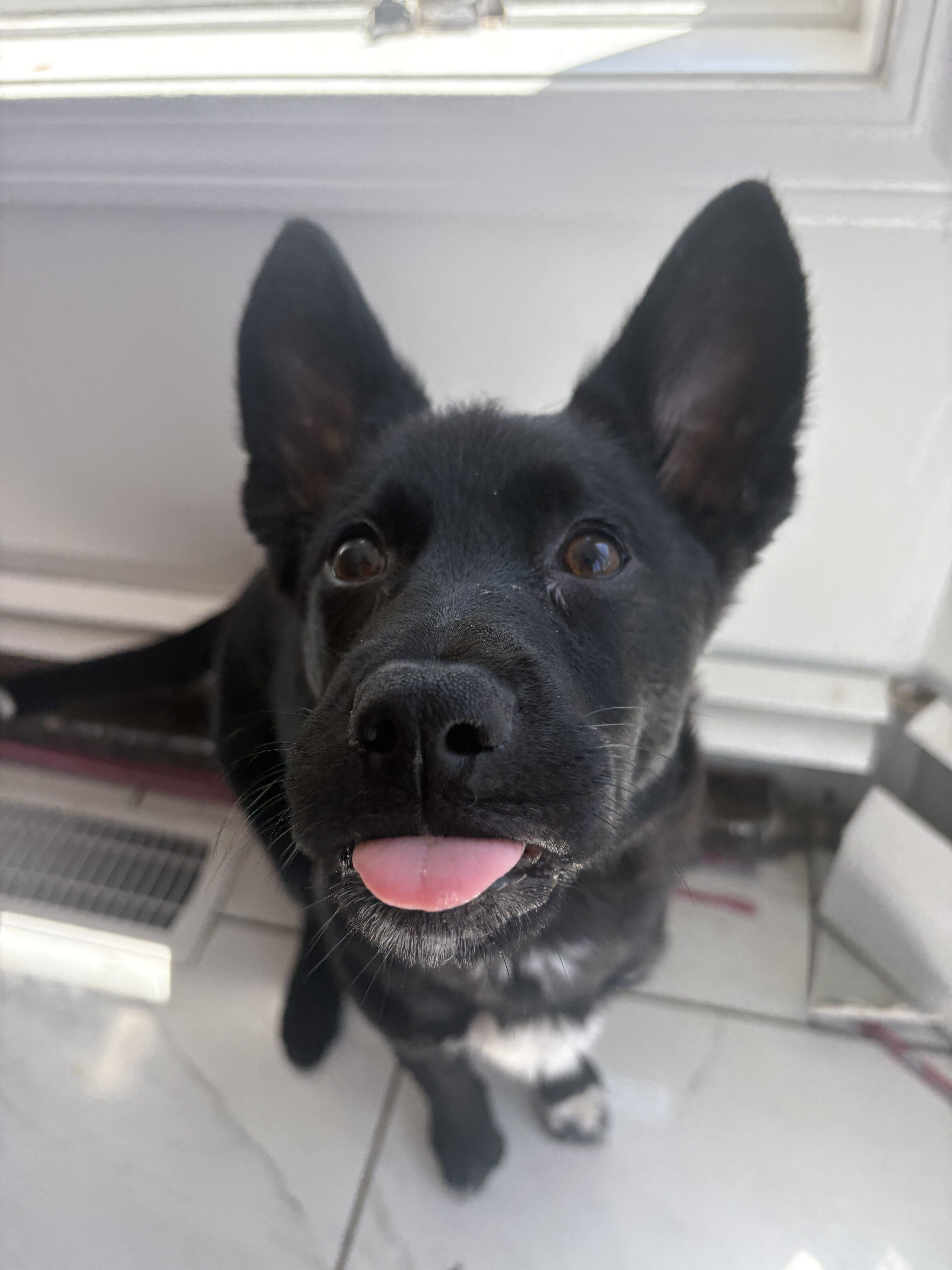 Shepsky Puppies image 4