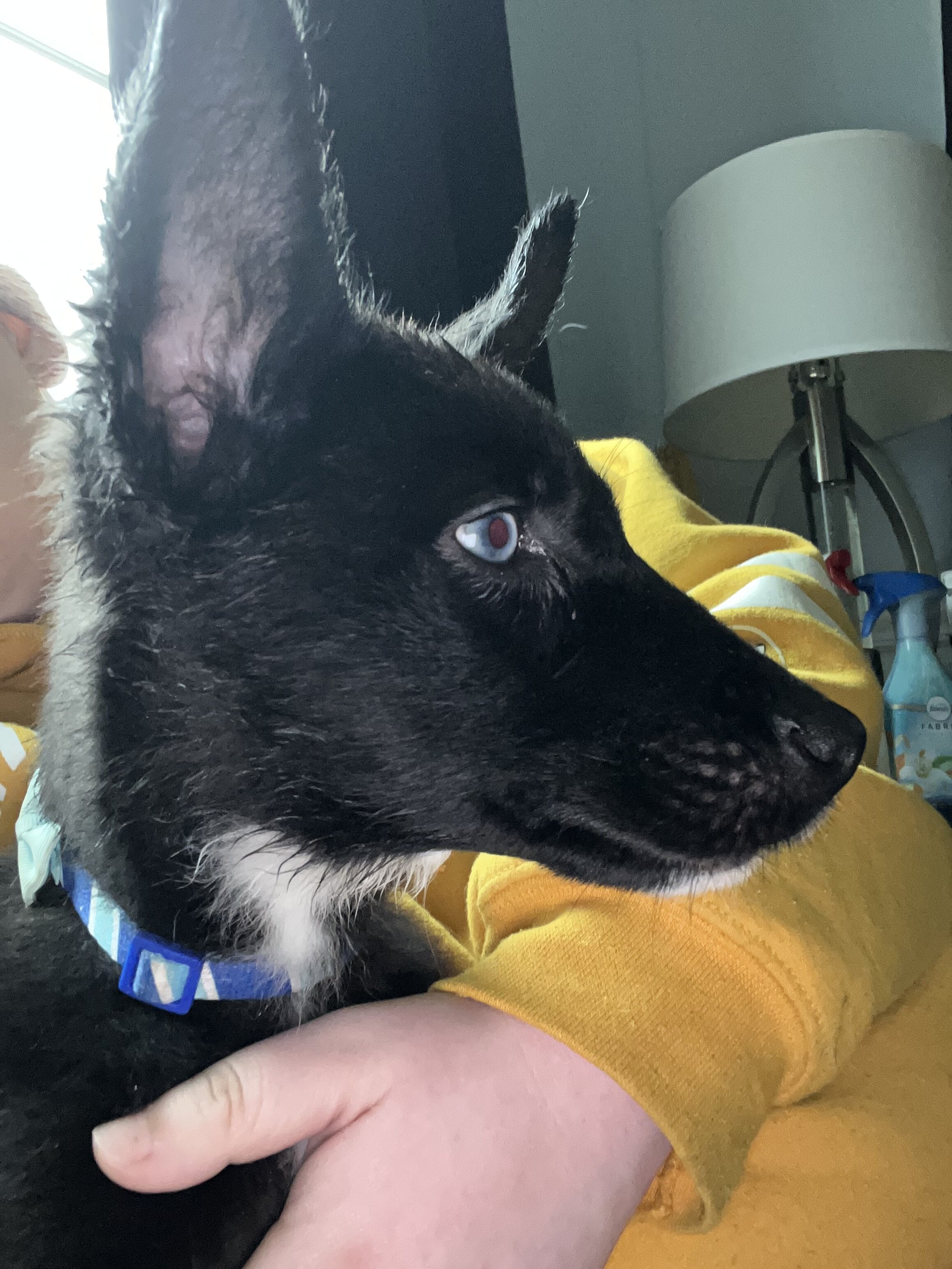Shepsky Puppies image 3
