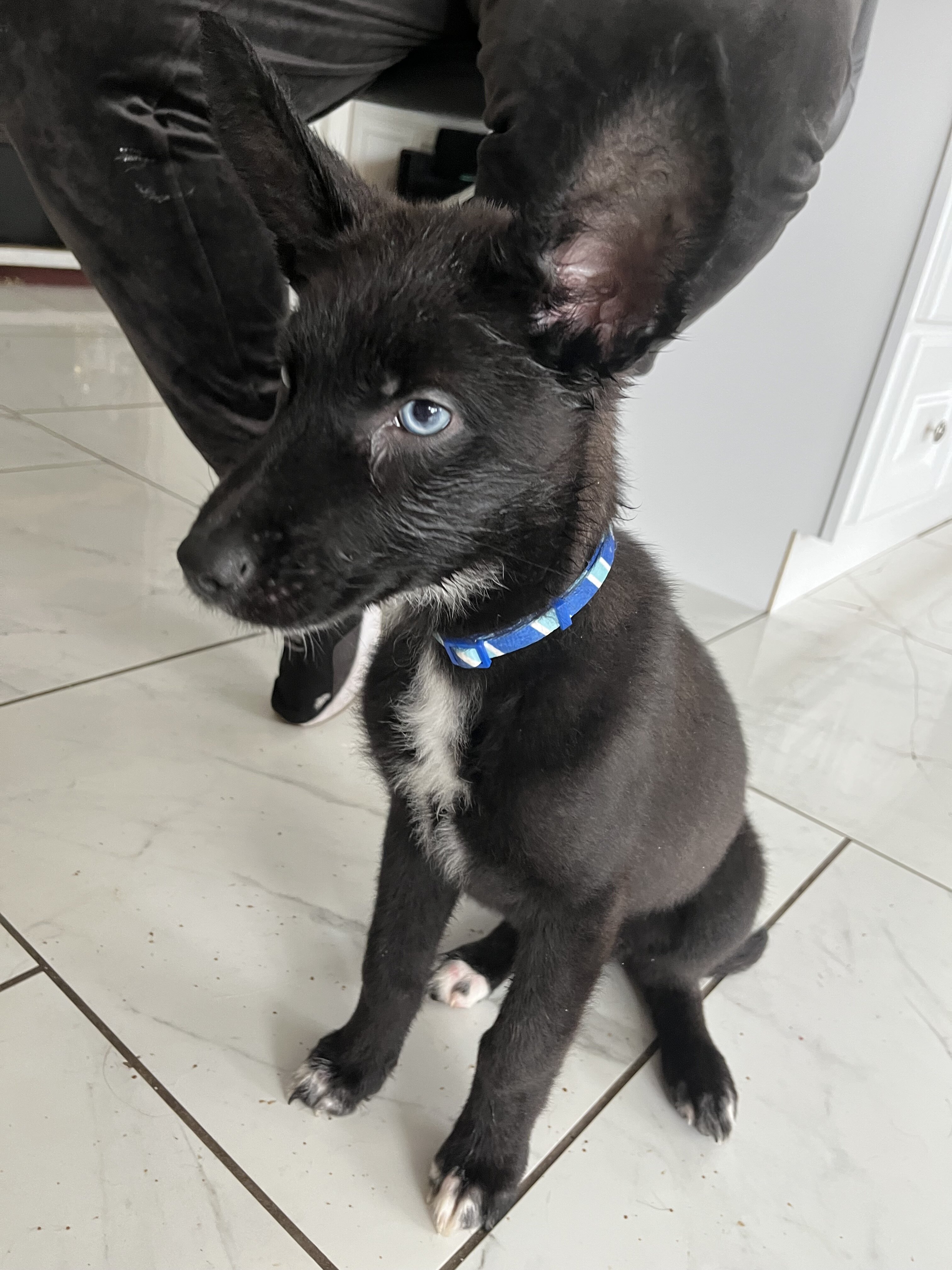 Shepsky Puppies image 2