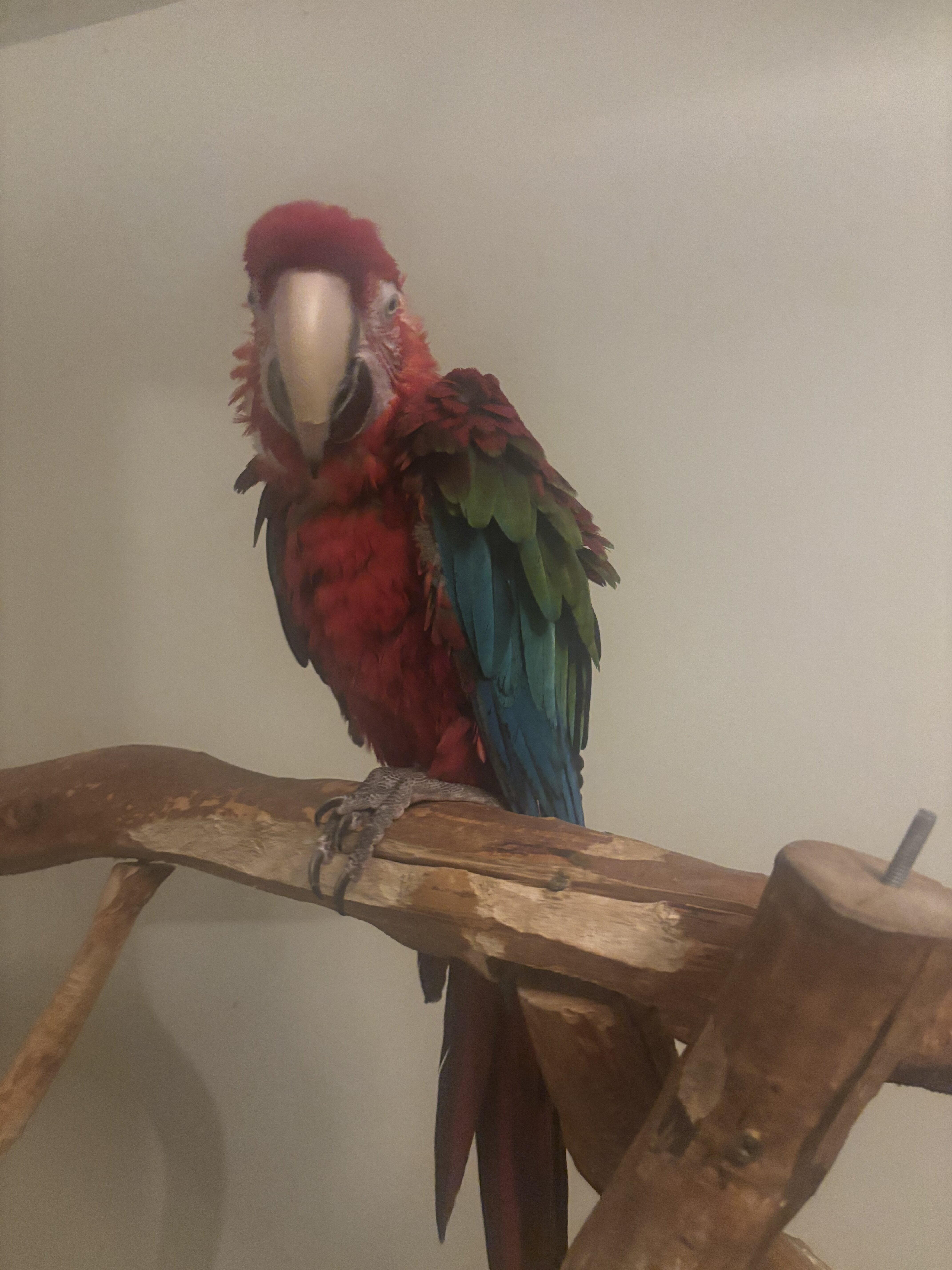 Female Greenwing MACAW image 1