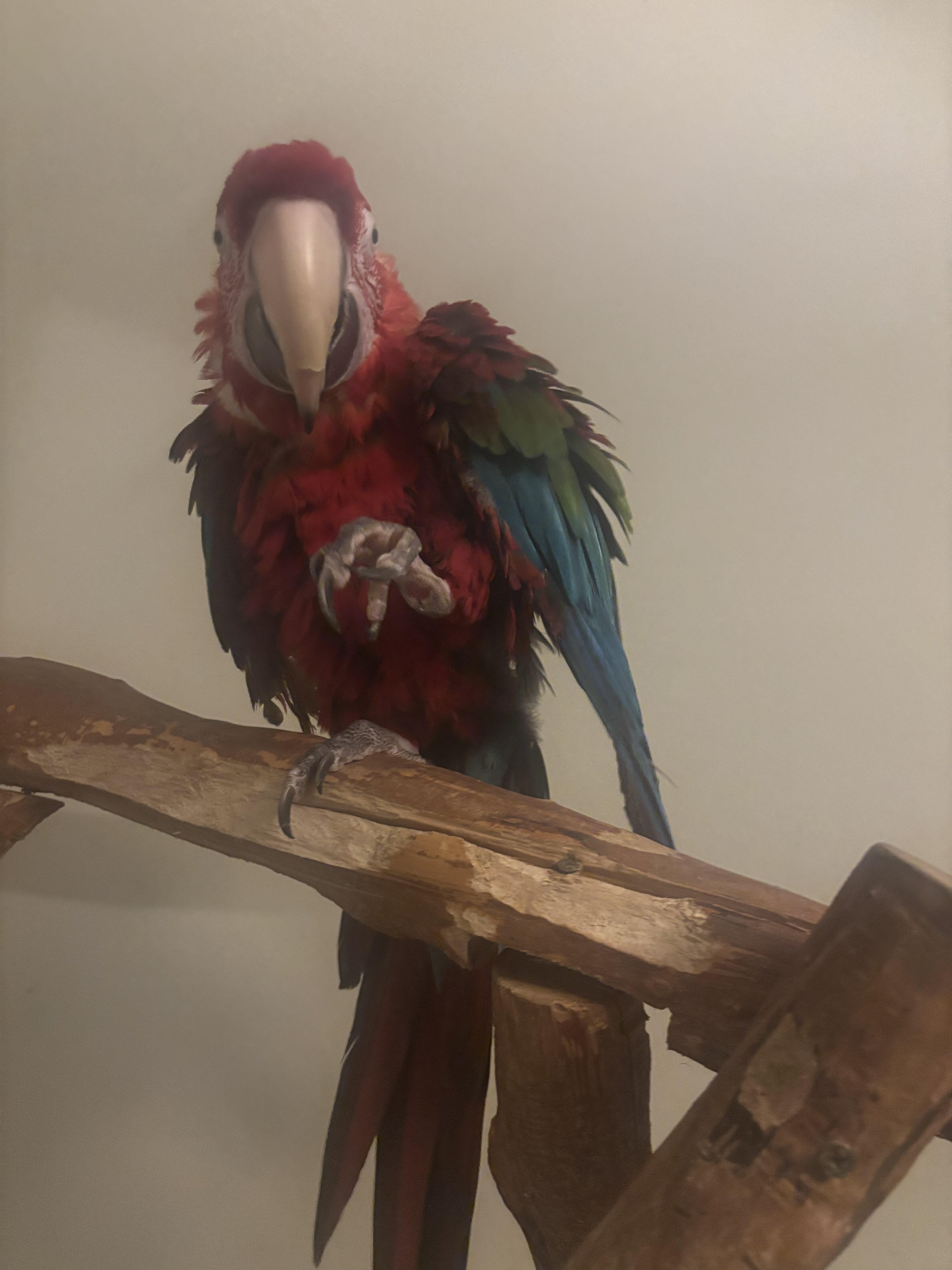 Female Greenwing MACAW image 2