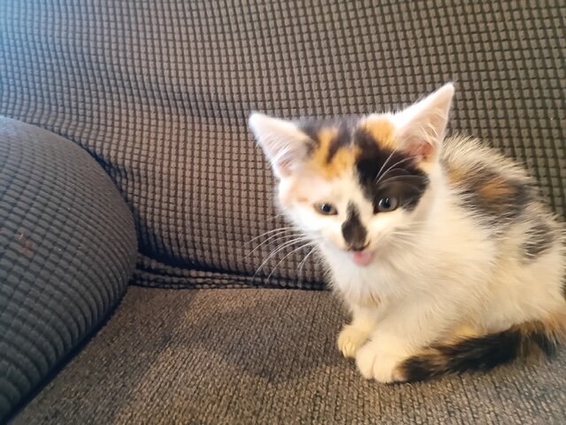 free kitten 10 weeks old image 1