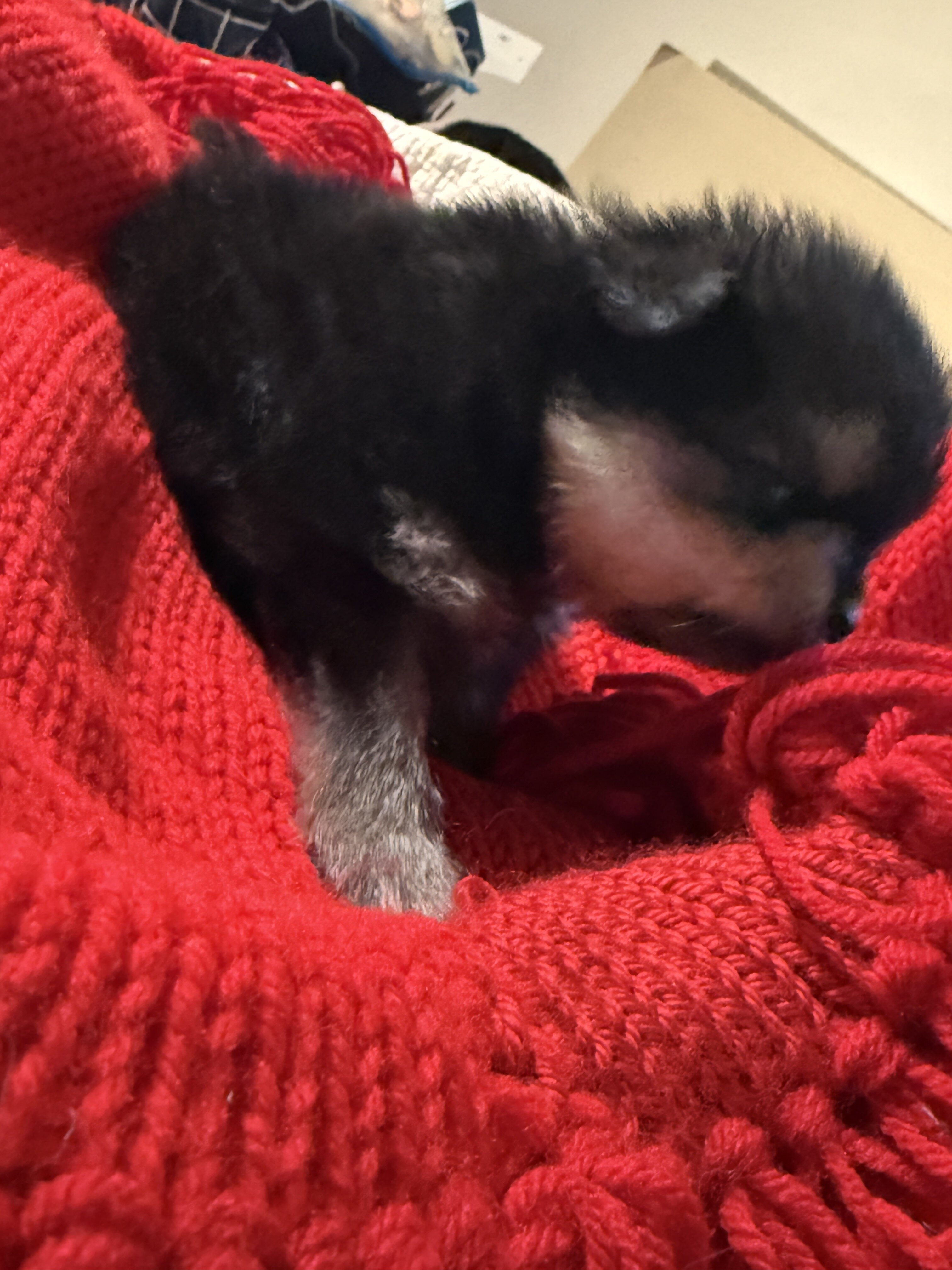 Pomeranian Puppies 6 weeks old image 4