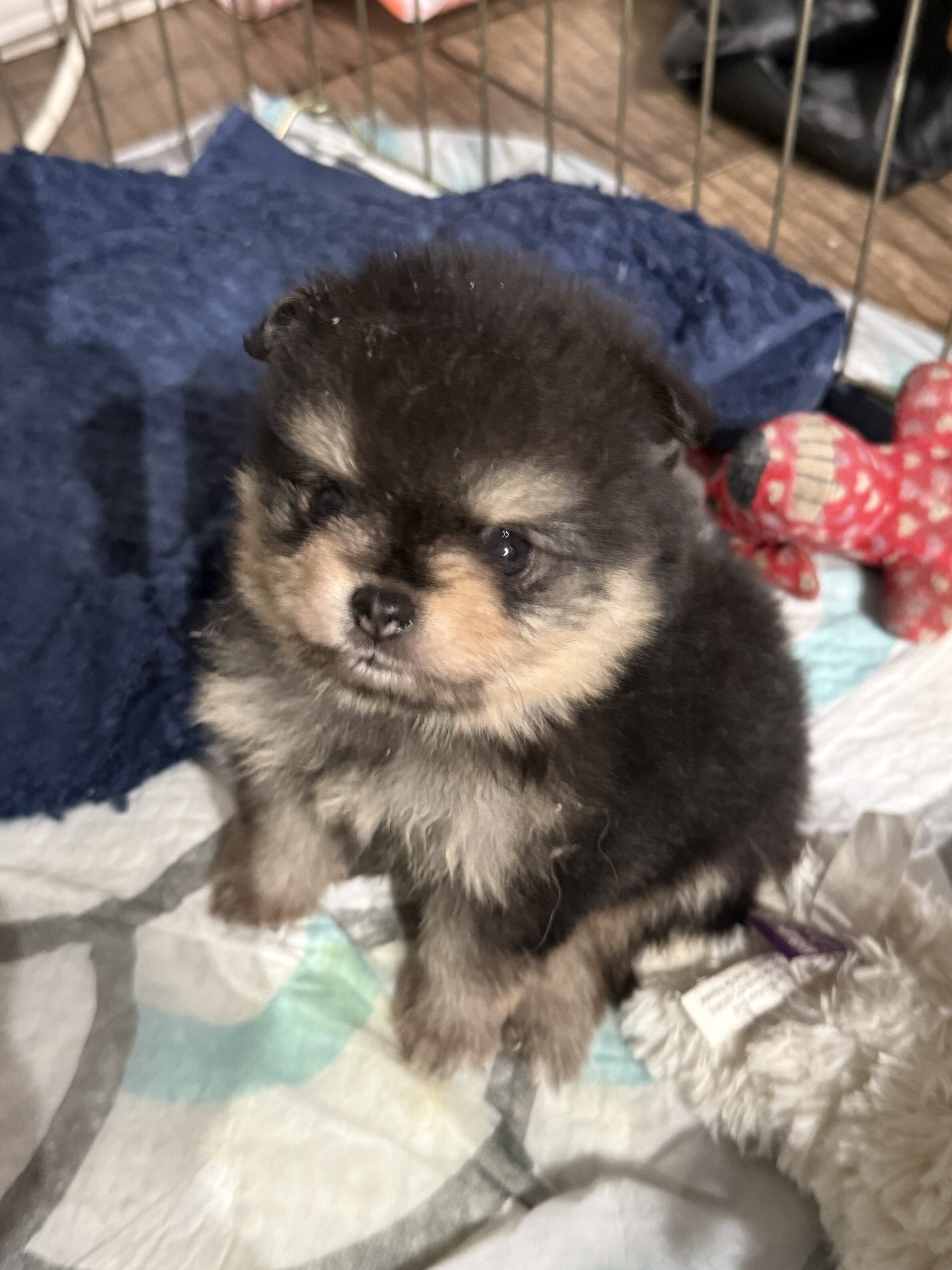 Pomeranian Puppies 6 weeks old image 3