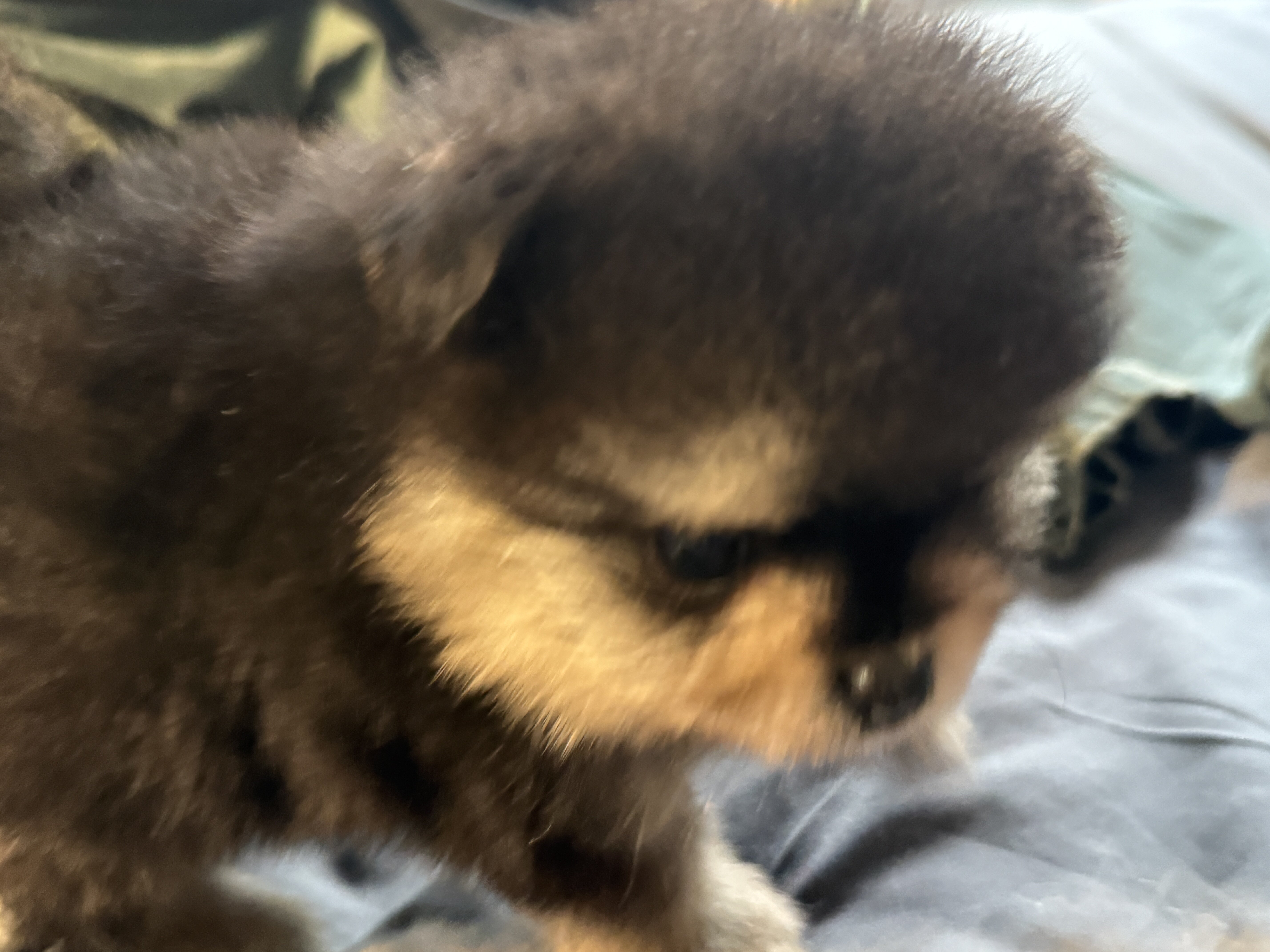 Pomeranian Puppies 6 weeks old image 2