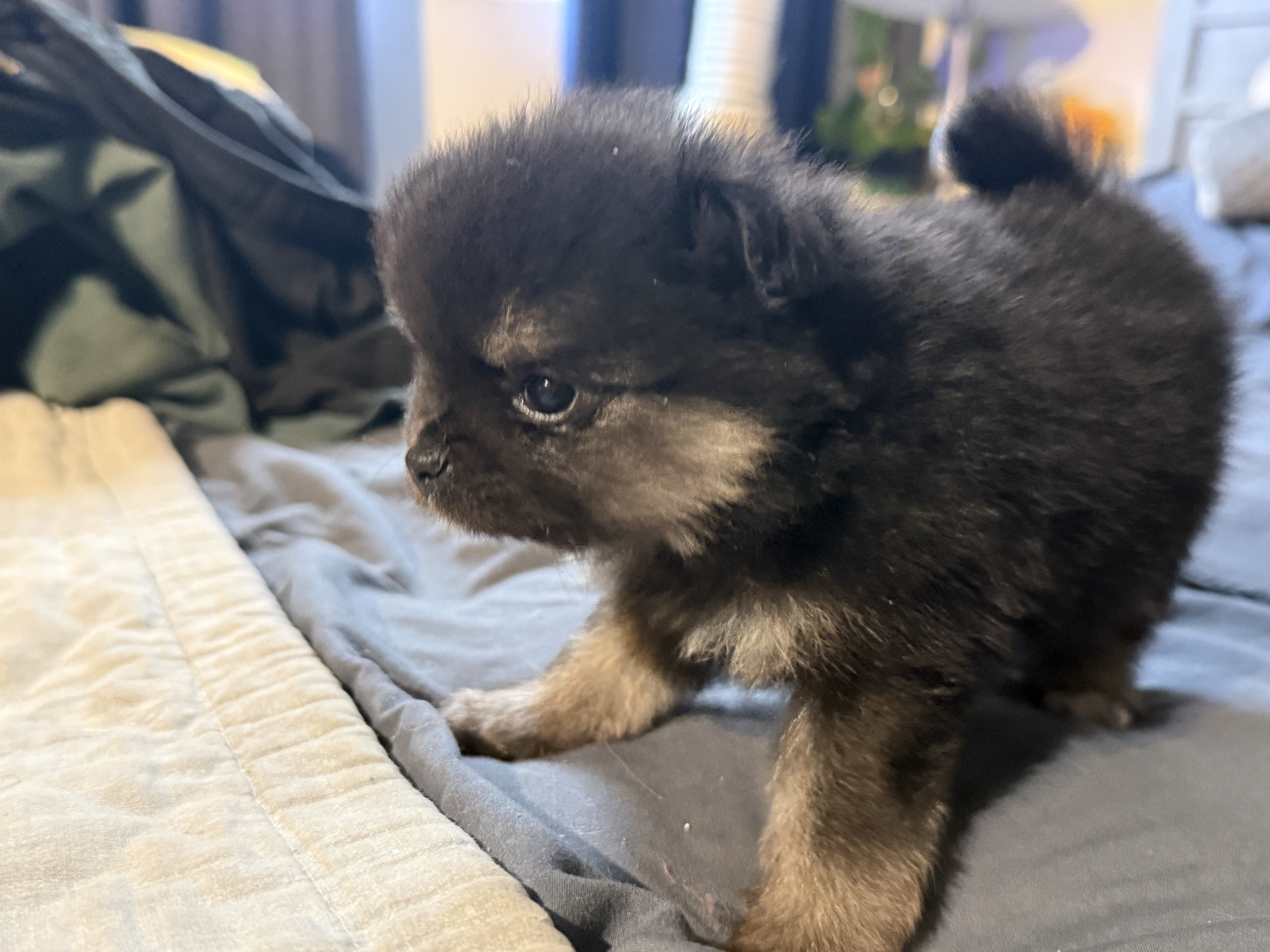 Pomeranian Puppies 6 weeks old image 1