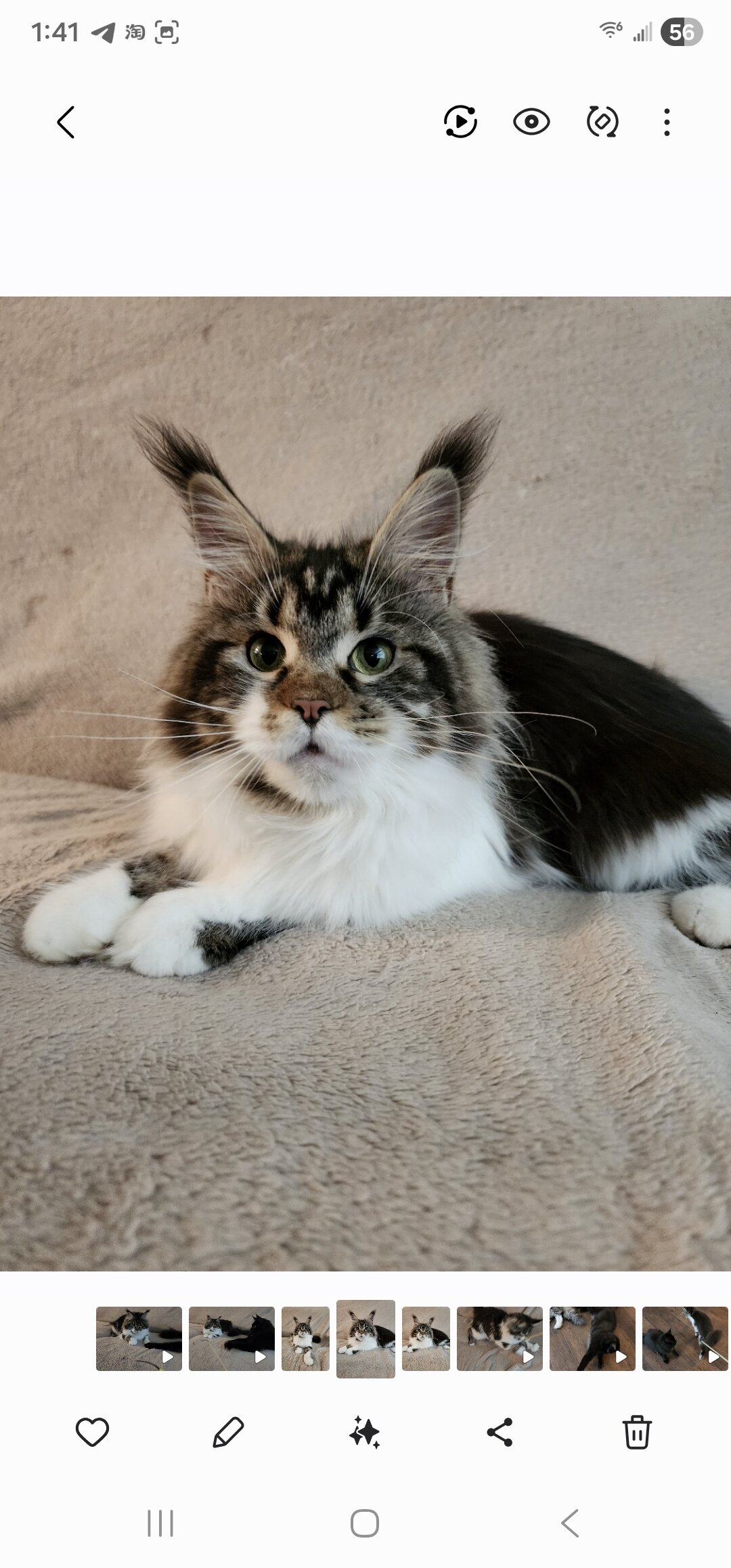 Maine Coon female image 2