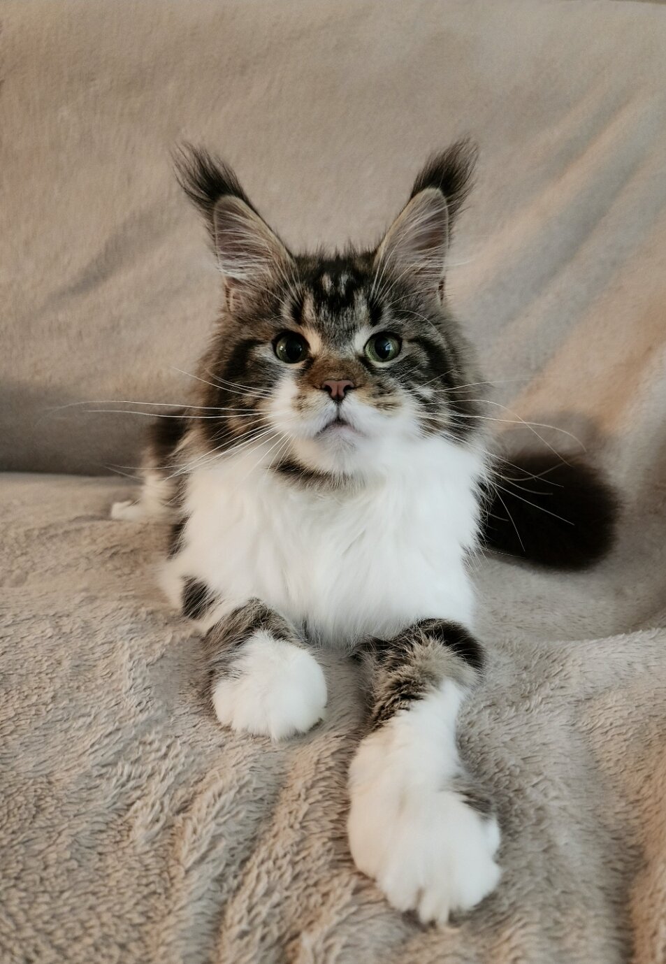 Maine Coon female image 1