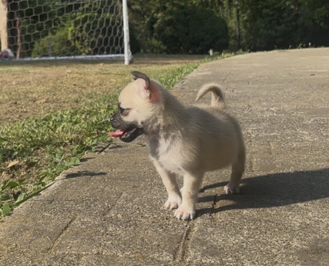 Pug mix Puppy image 1