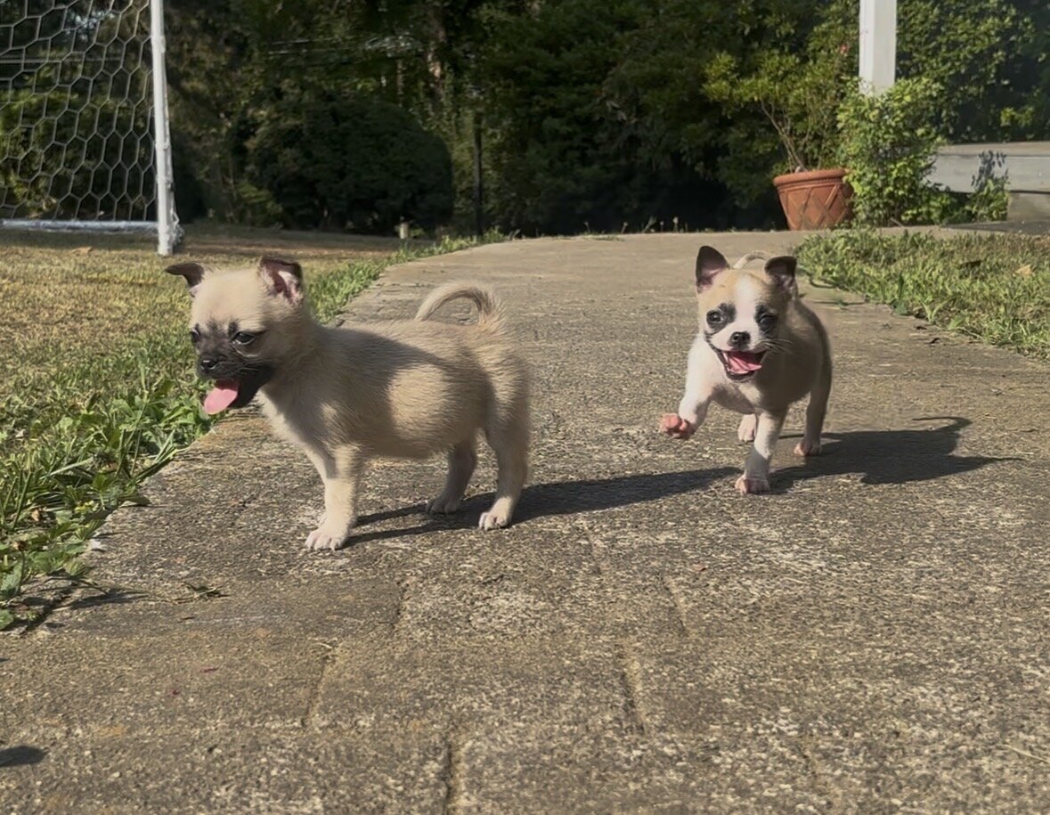 Pug mix Puppy image 5