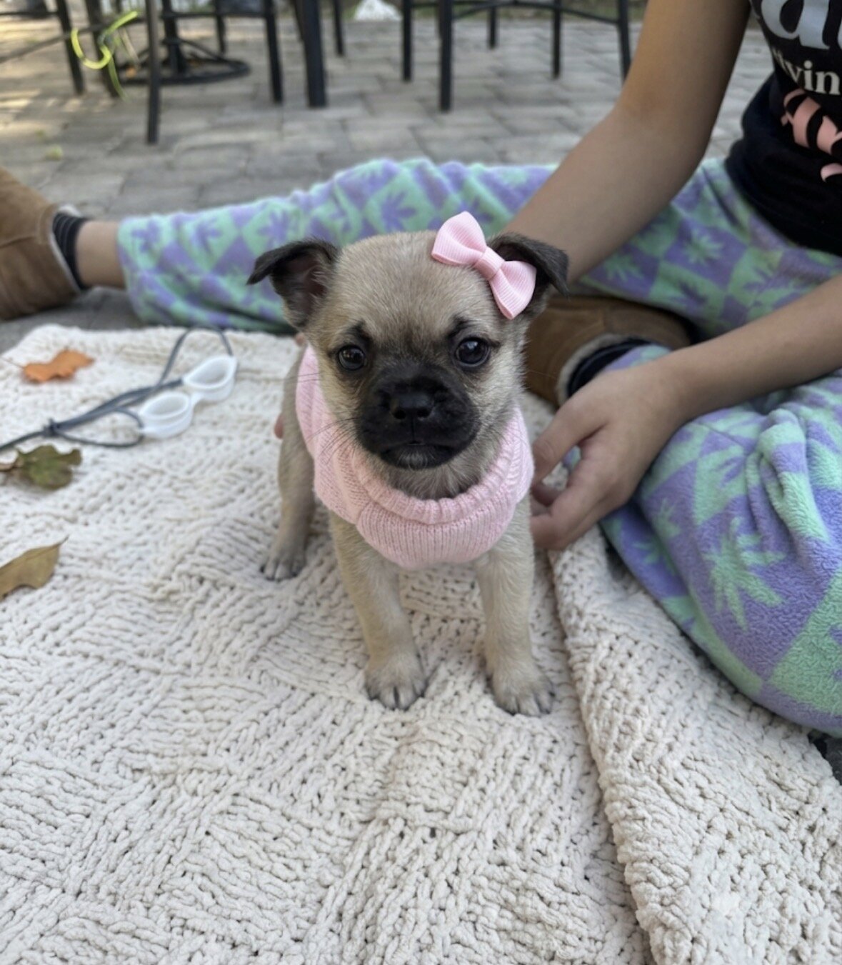 Pug mix Puppy image 2