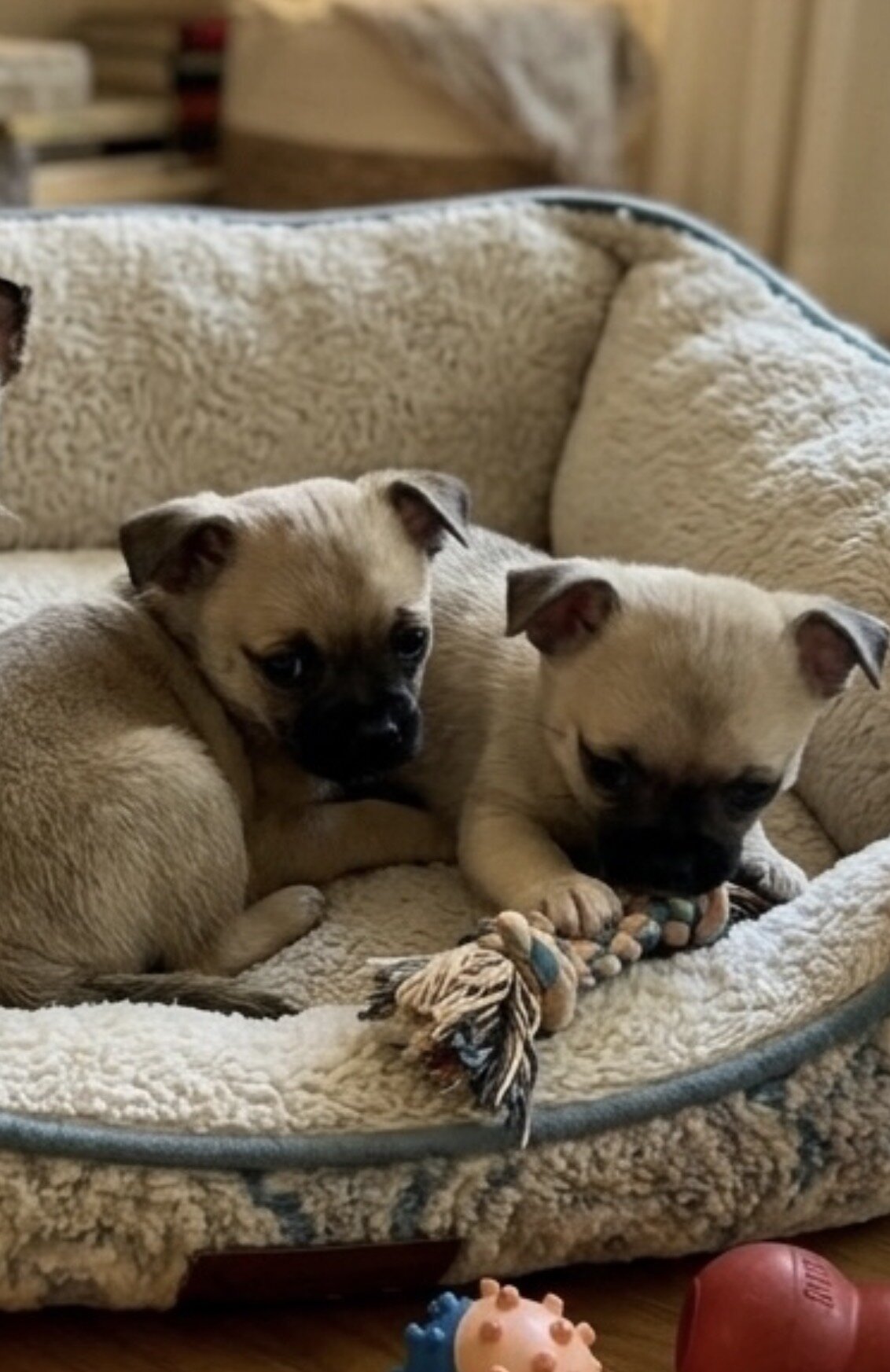 Pug mix Puppy image 4