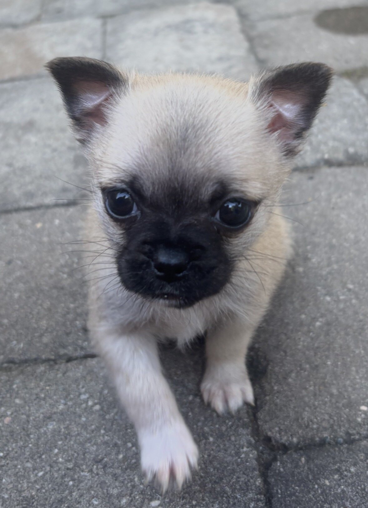 Pug mix Puppy image 3