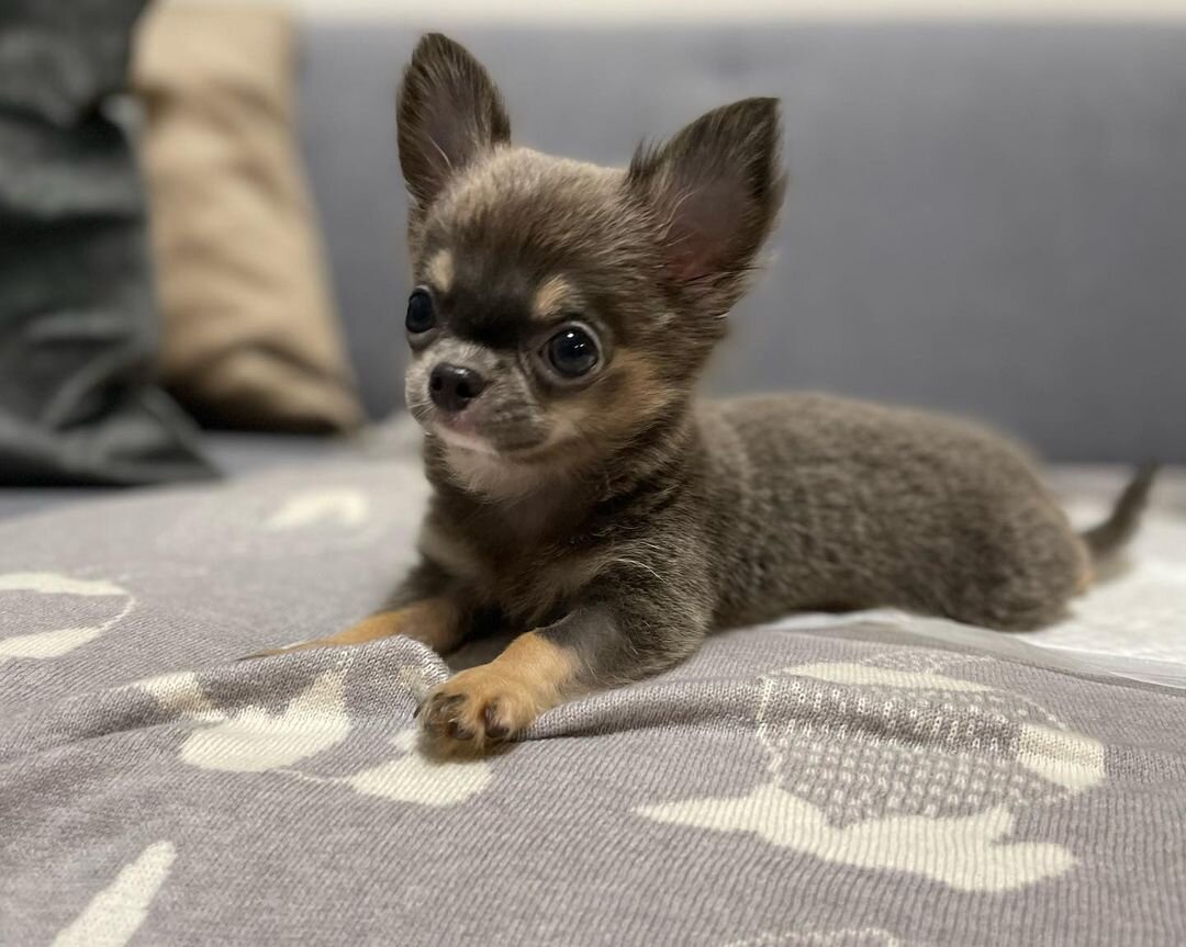 Adorable Teacup Chihuahua Puppies for Sale image 2