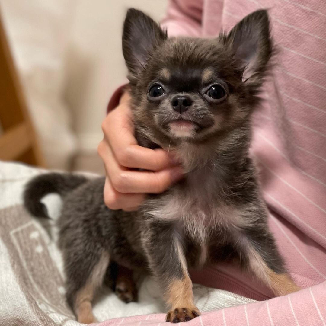Adorable Teacup Chihuahua Puppies for Sale image 1