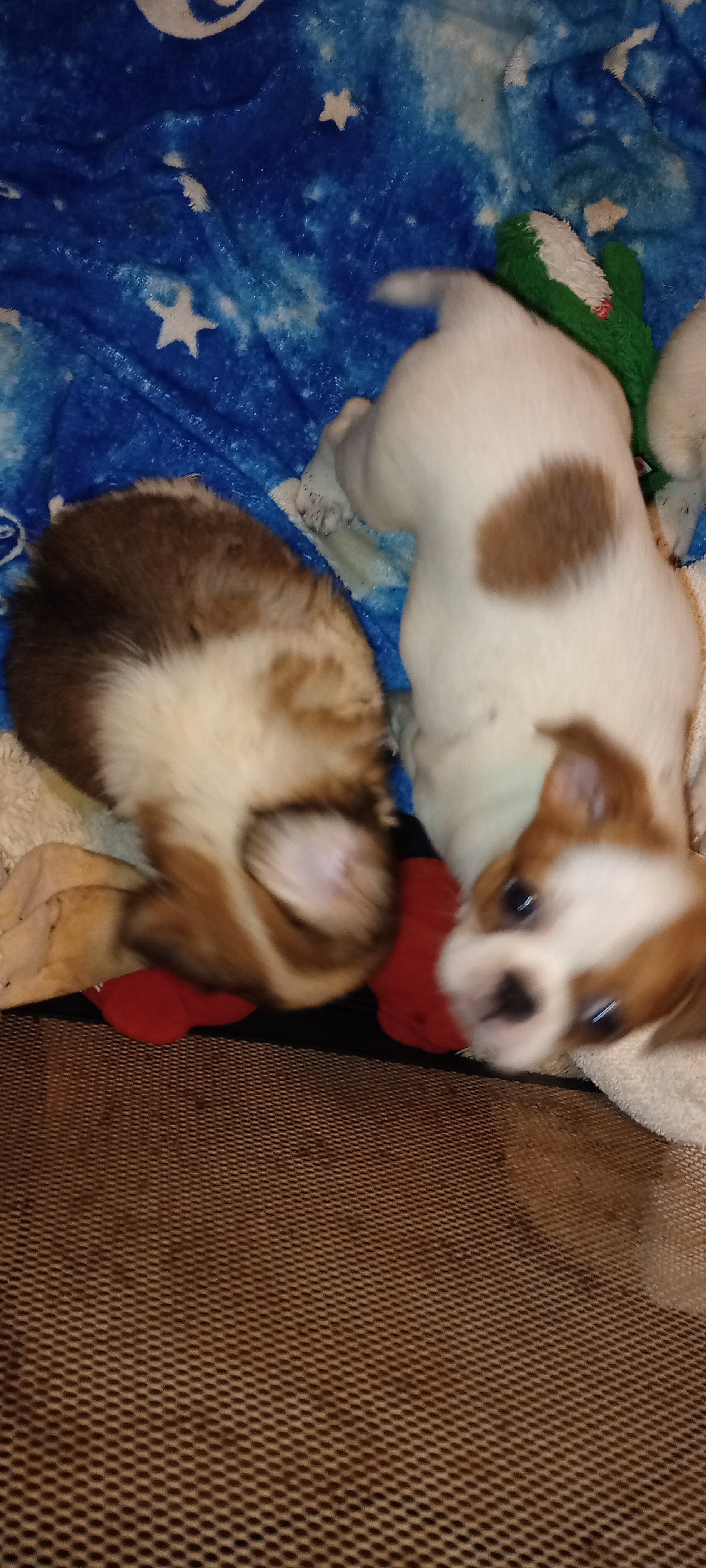 French Bulldog and Japanese Chin mix image 6