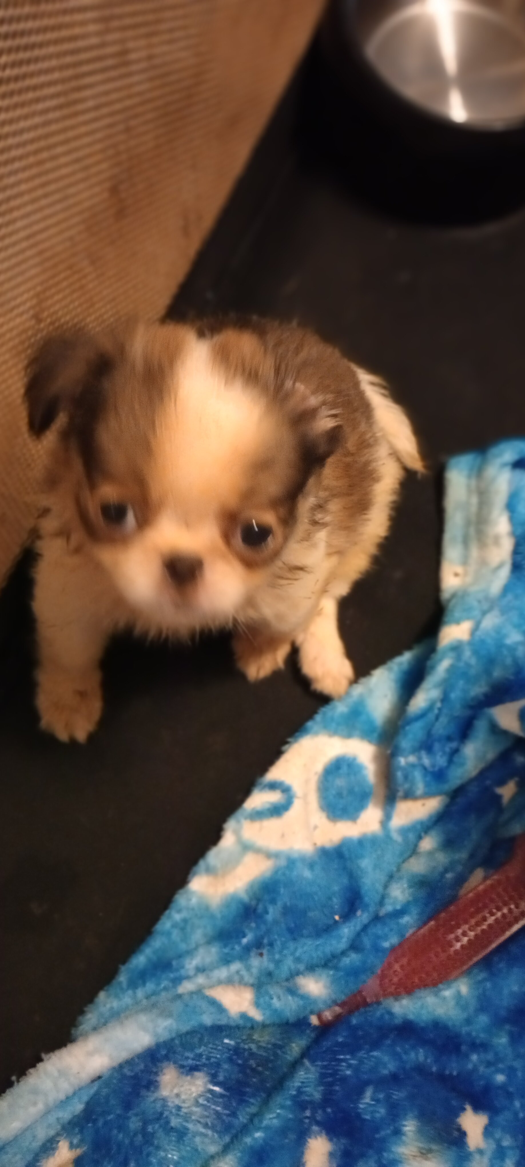 French Bulldog and Japanese Chin mix image 4