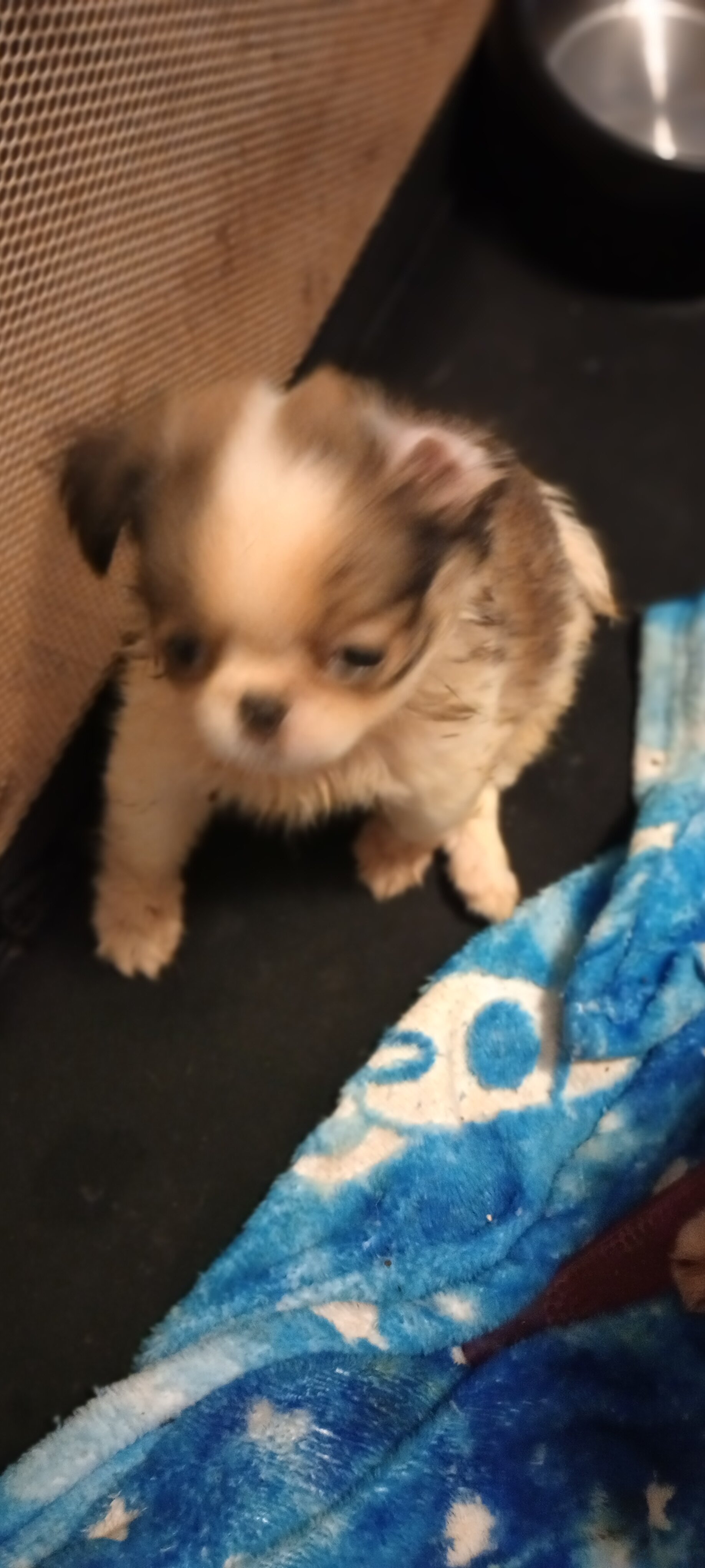 French Bulldog and Japanese Chin mix image 3