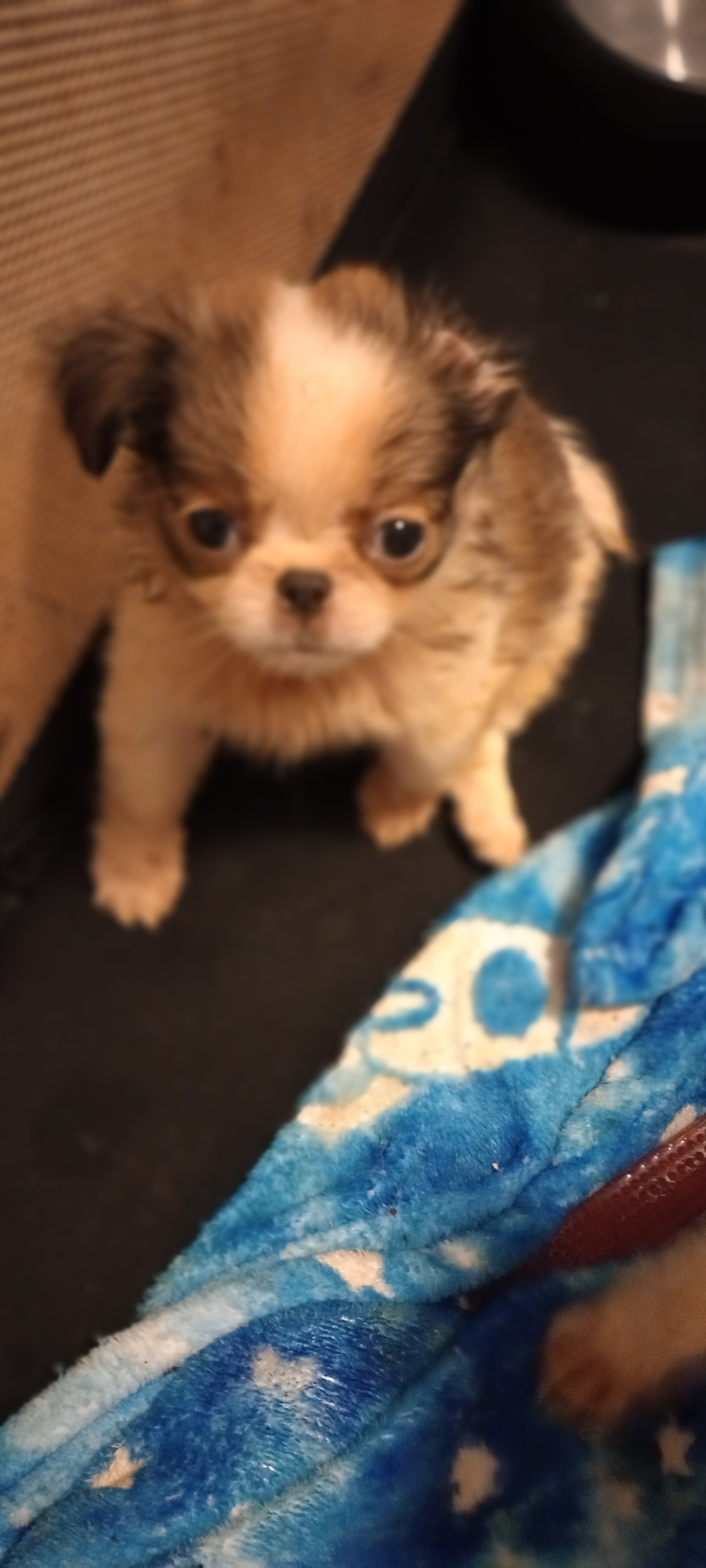 French Bulldog and Japanese Chin mix image 1