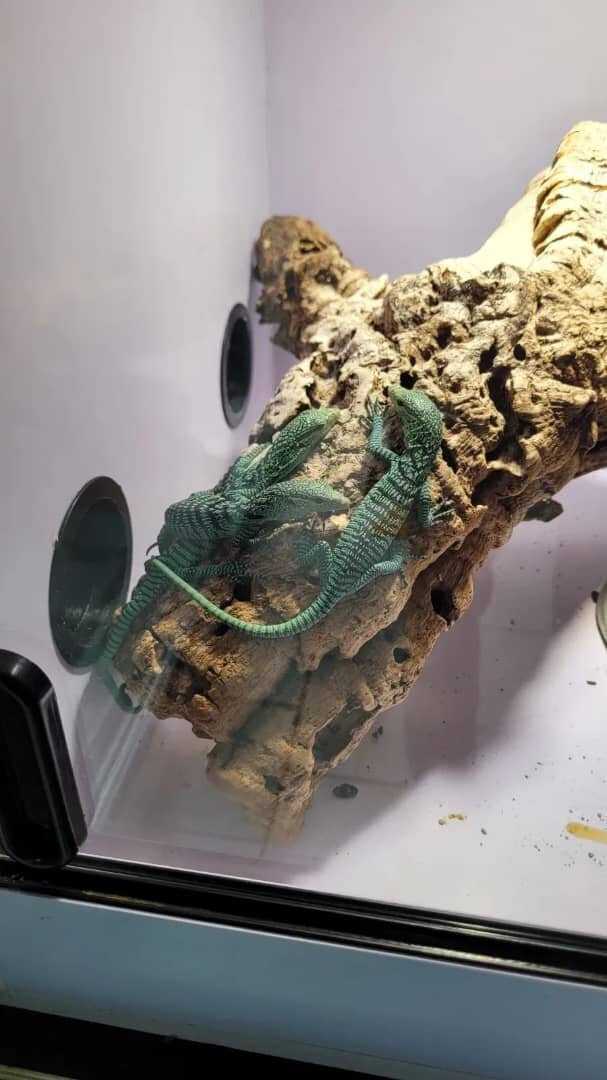 Emerald tree monitors image 1