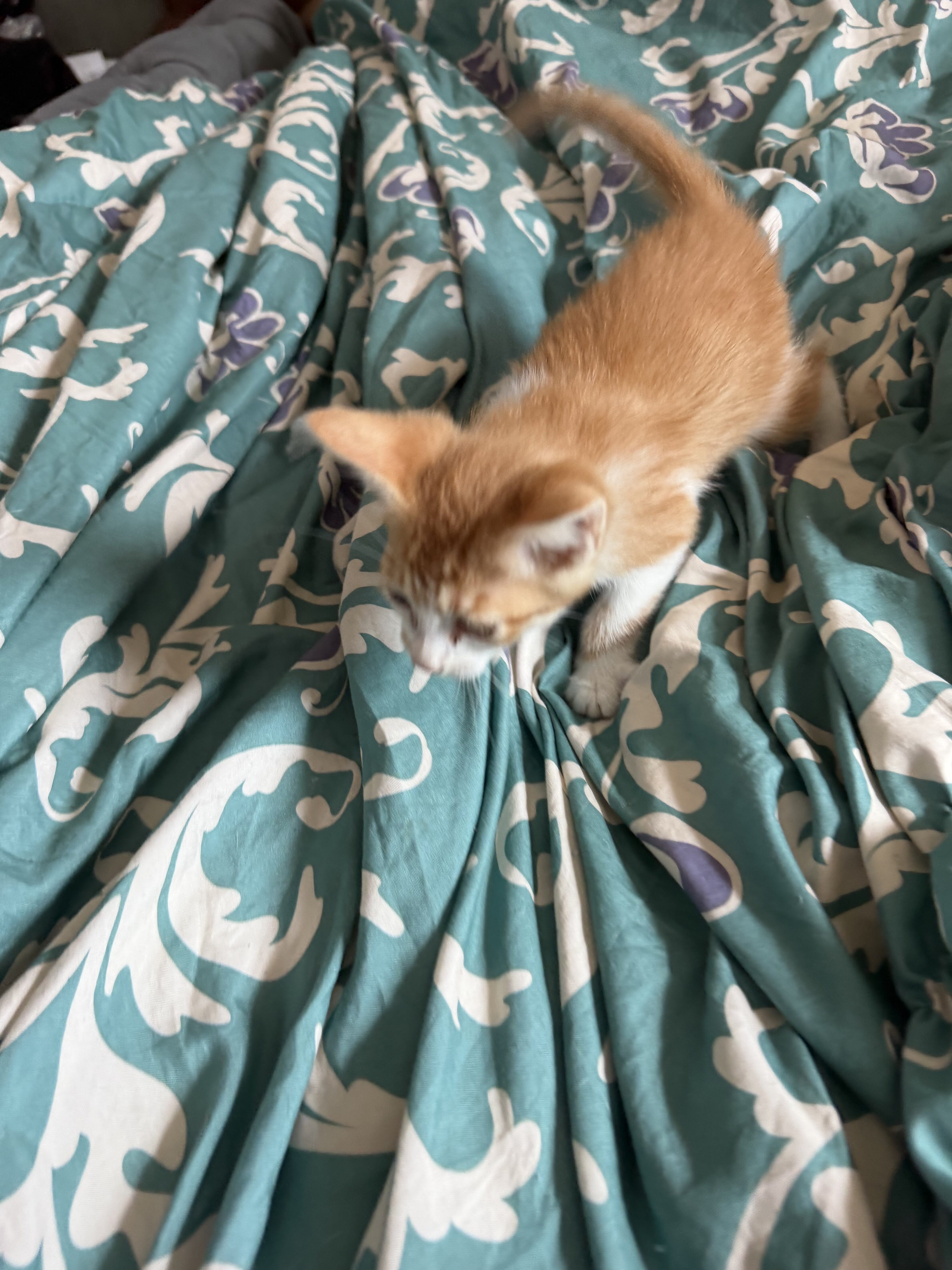 Kitties image 1