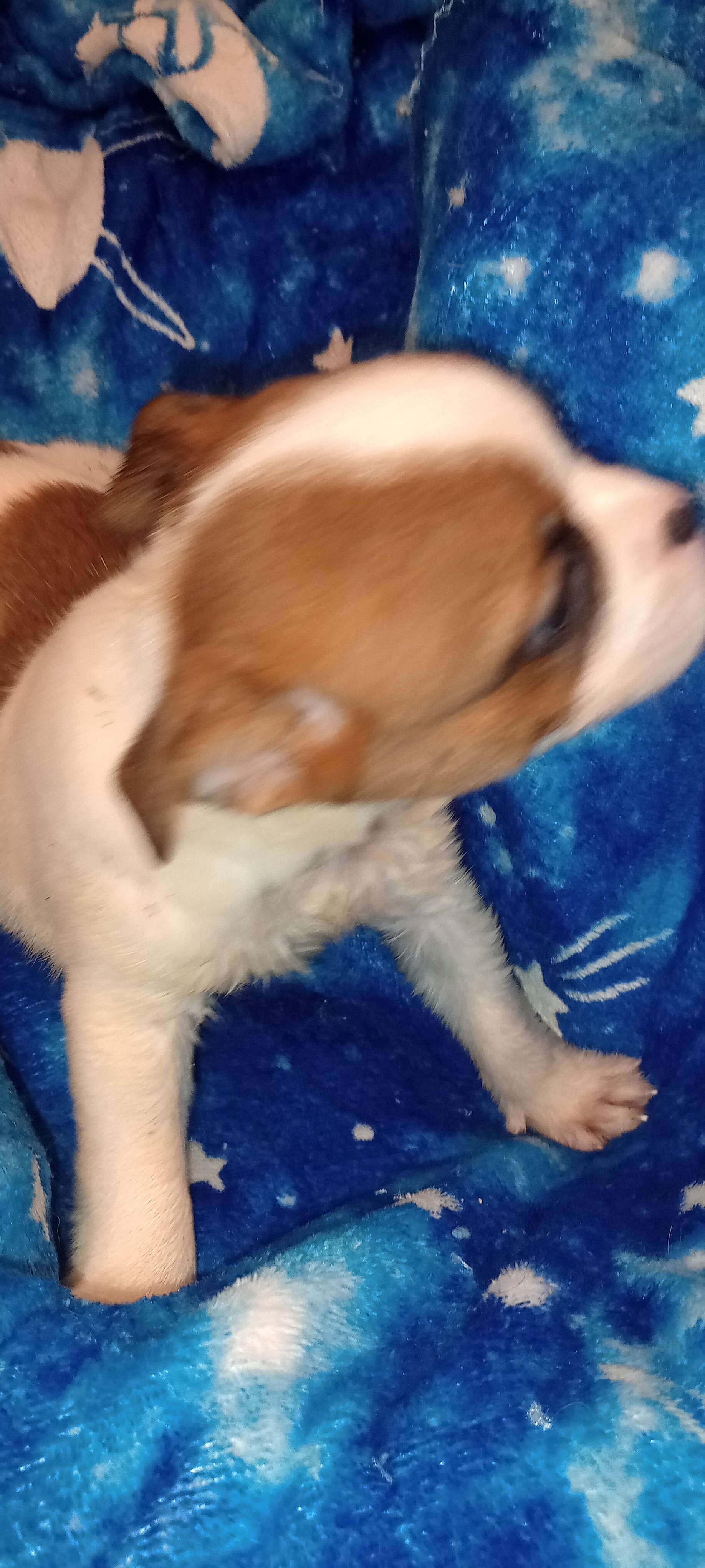 French Bulldog mix image 6