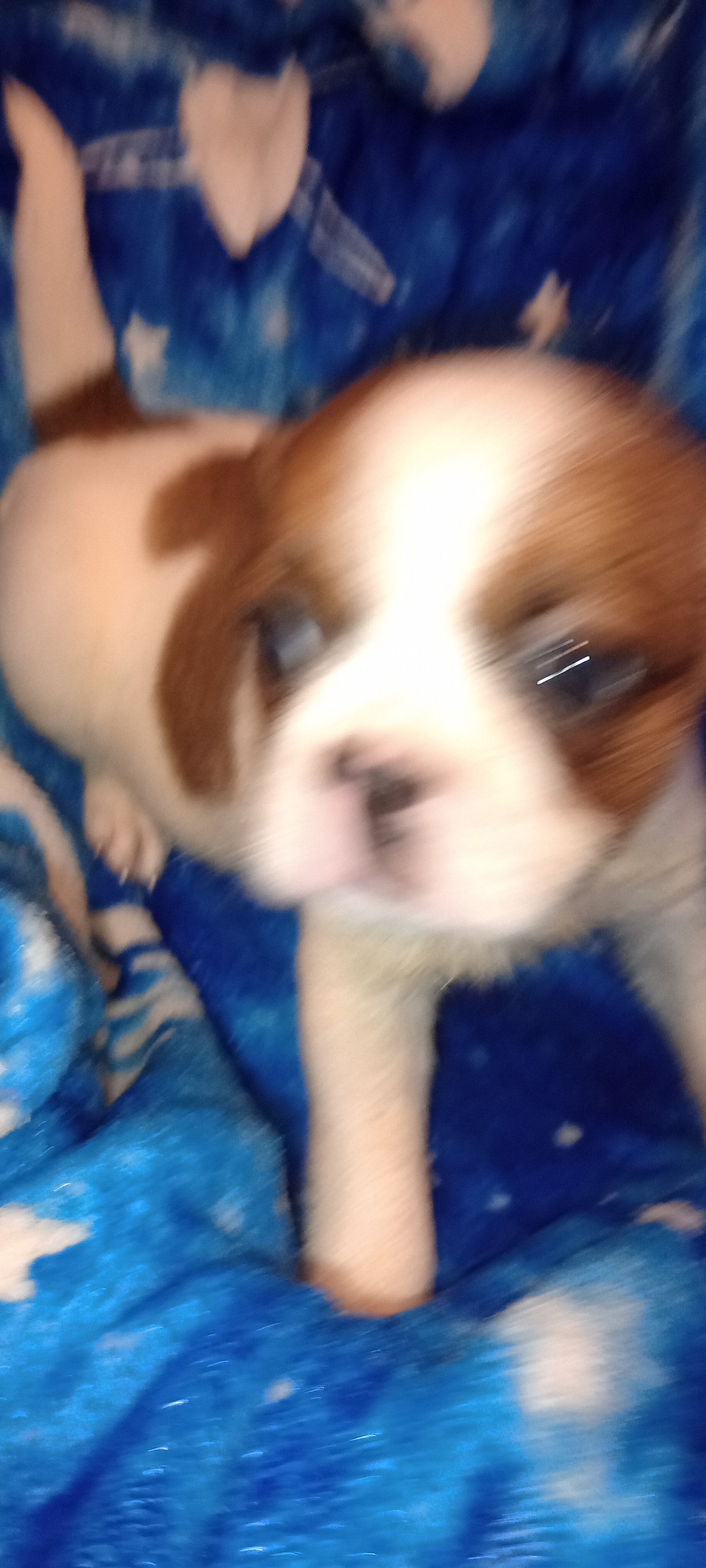 French Bulldog mix image 3
