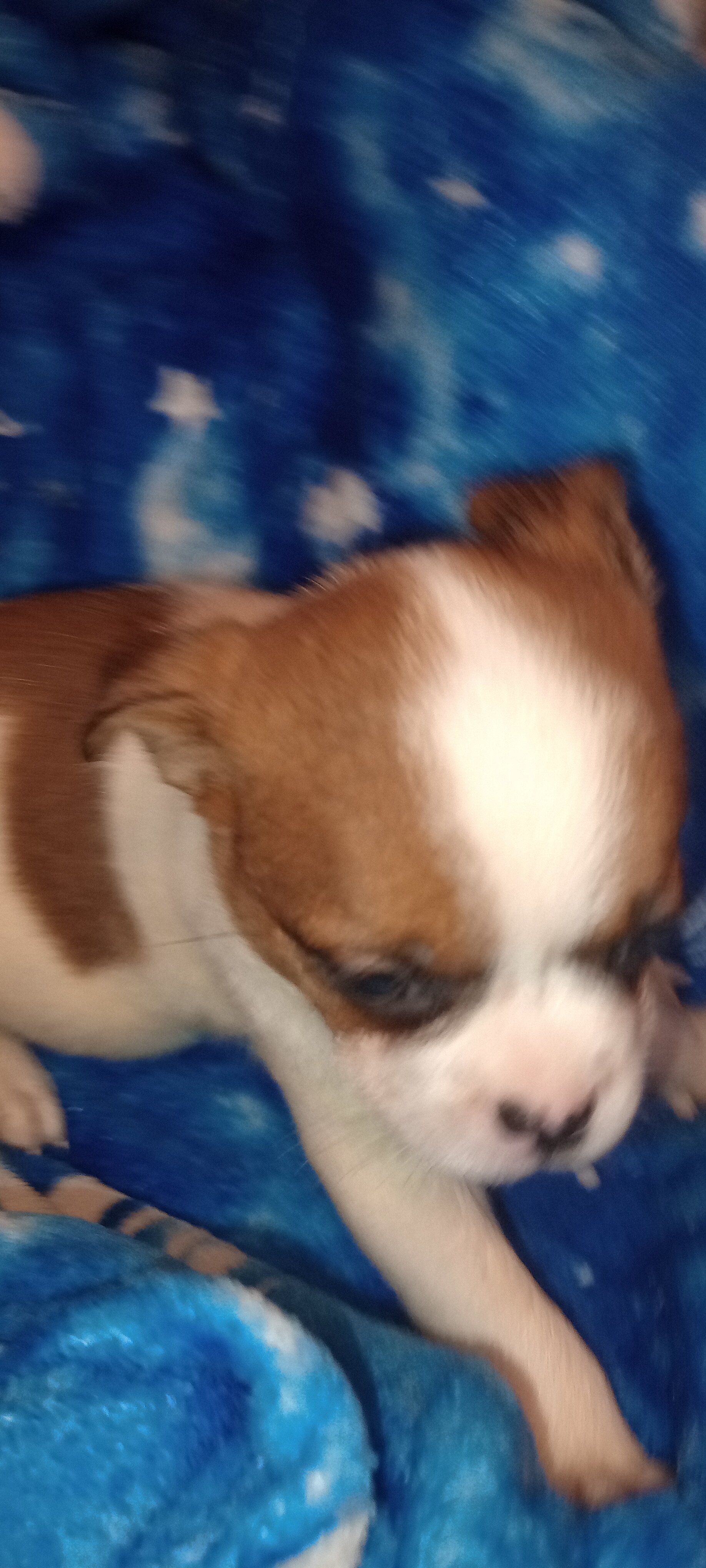 French Bulldog mix image 4