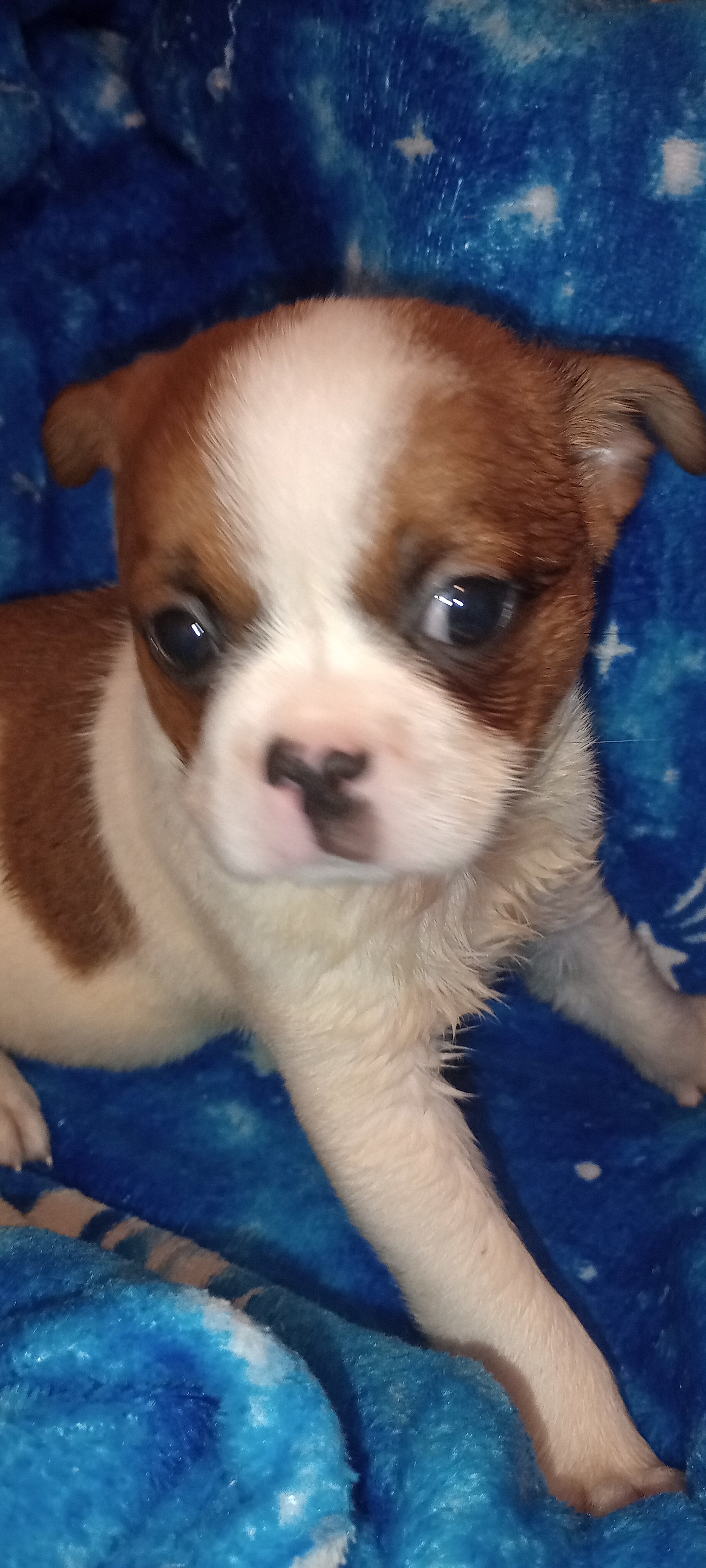 French Bulldog mix image 1
