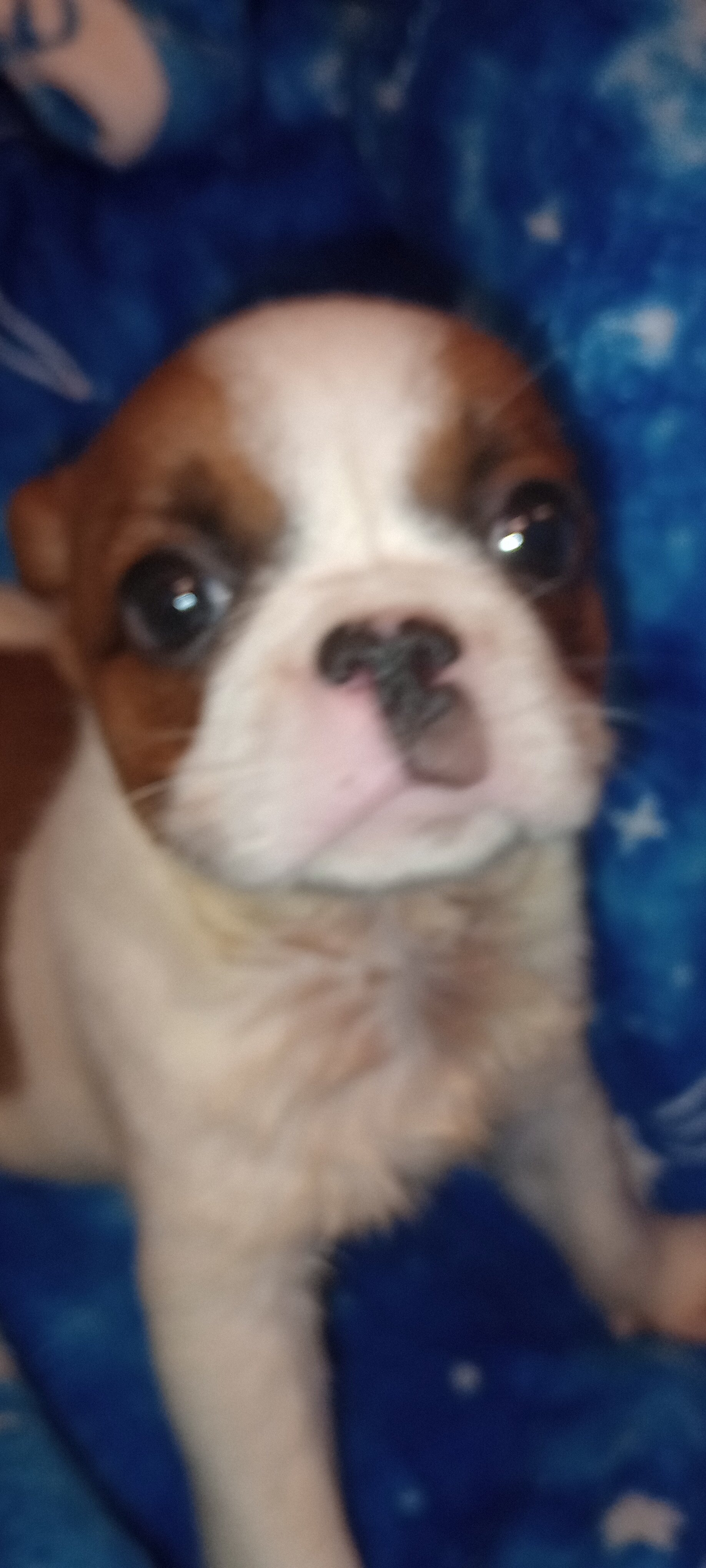 French Bulldog mix image 2