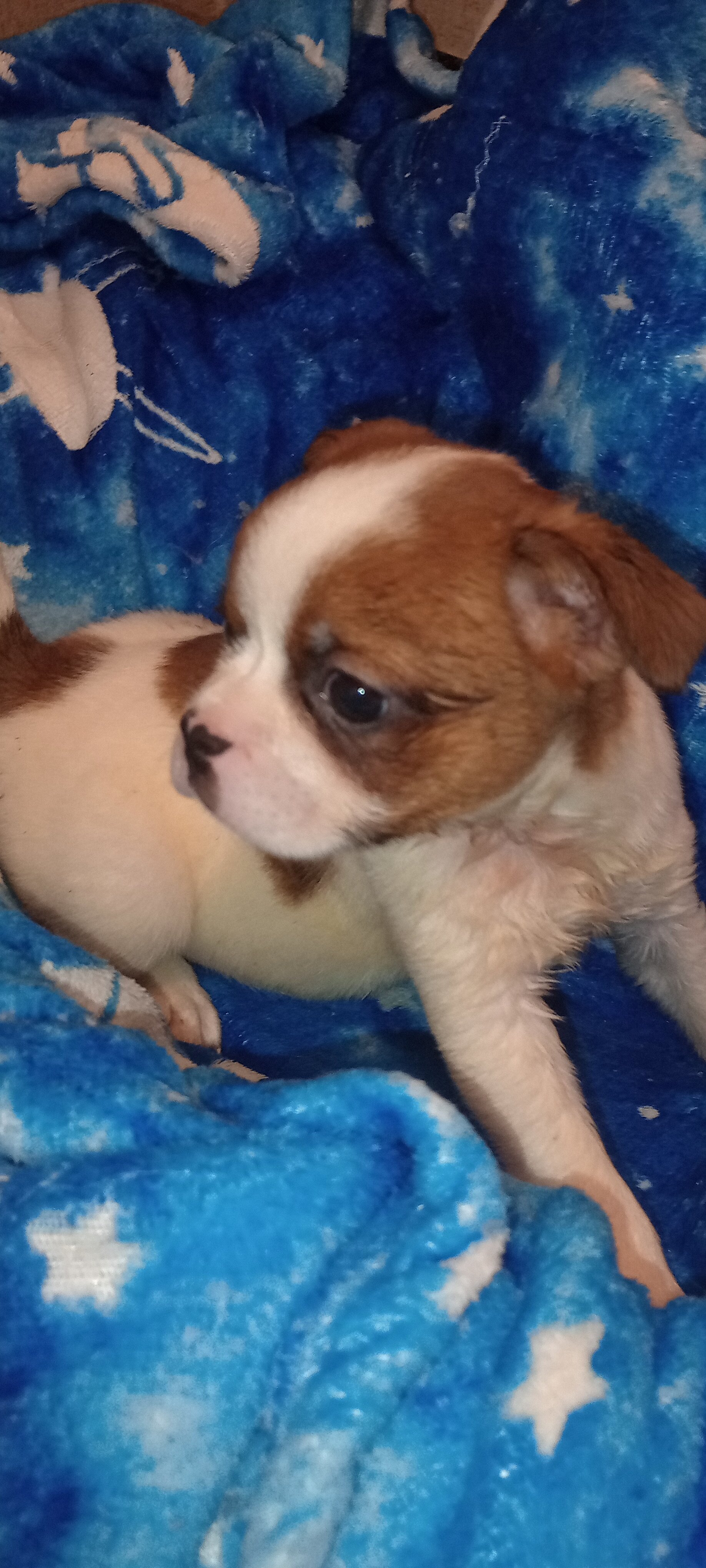 French Bulldog mix image 5