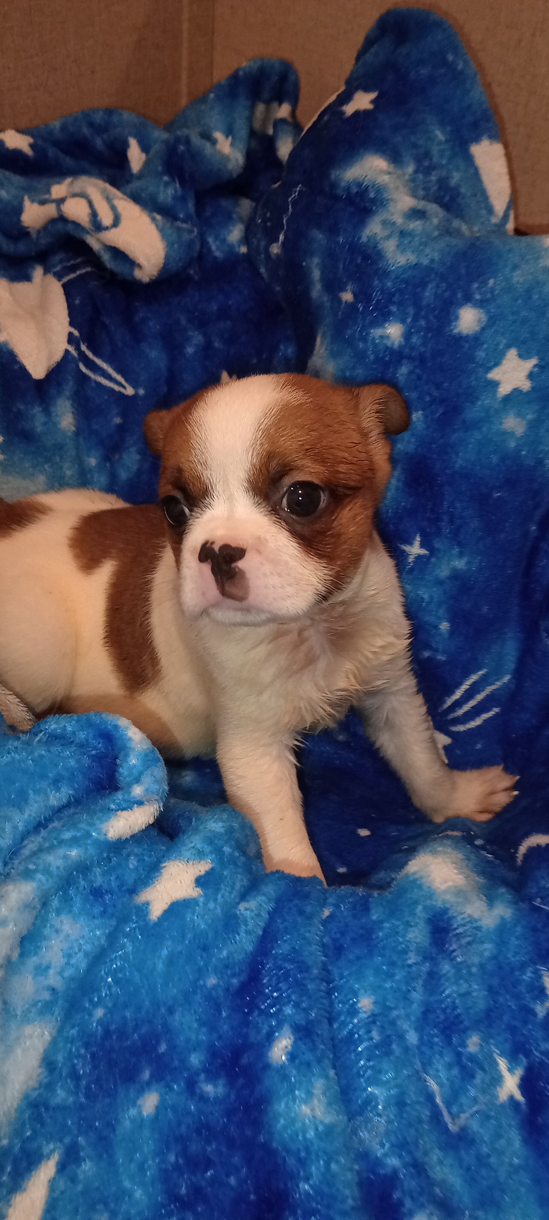 French Bulldog mix image 7