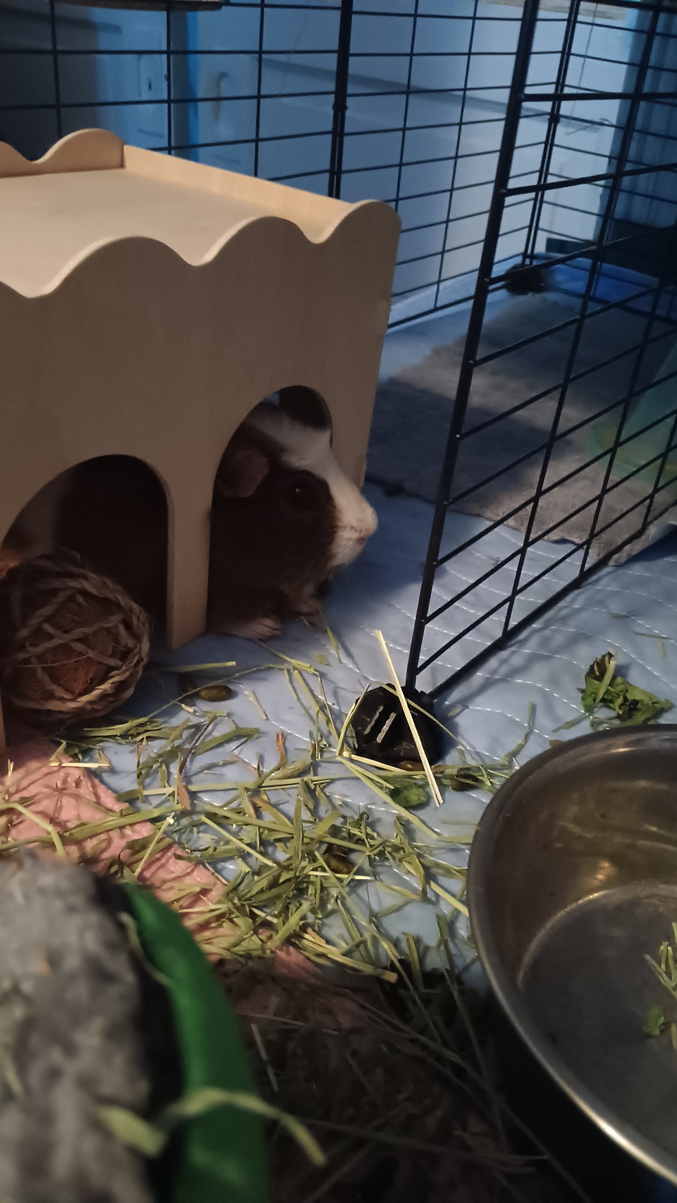 Healthy 4-year-old female guinea image 1