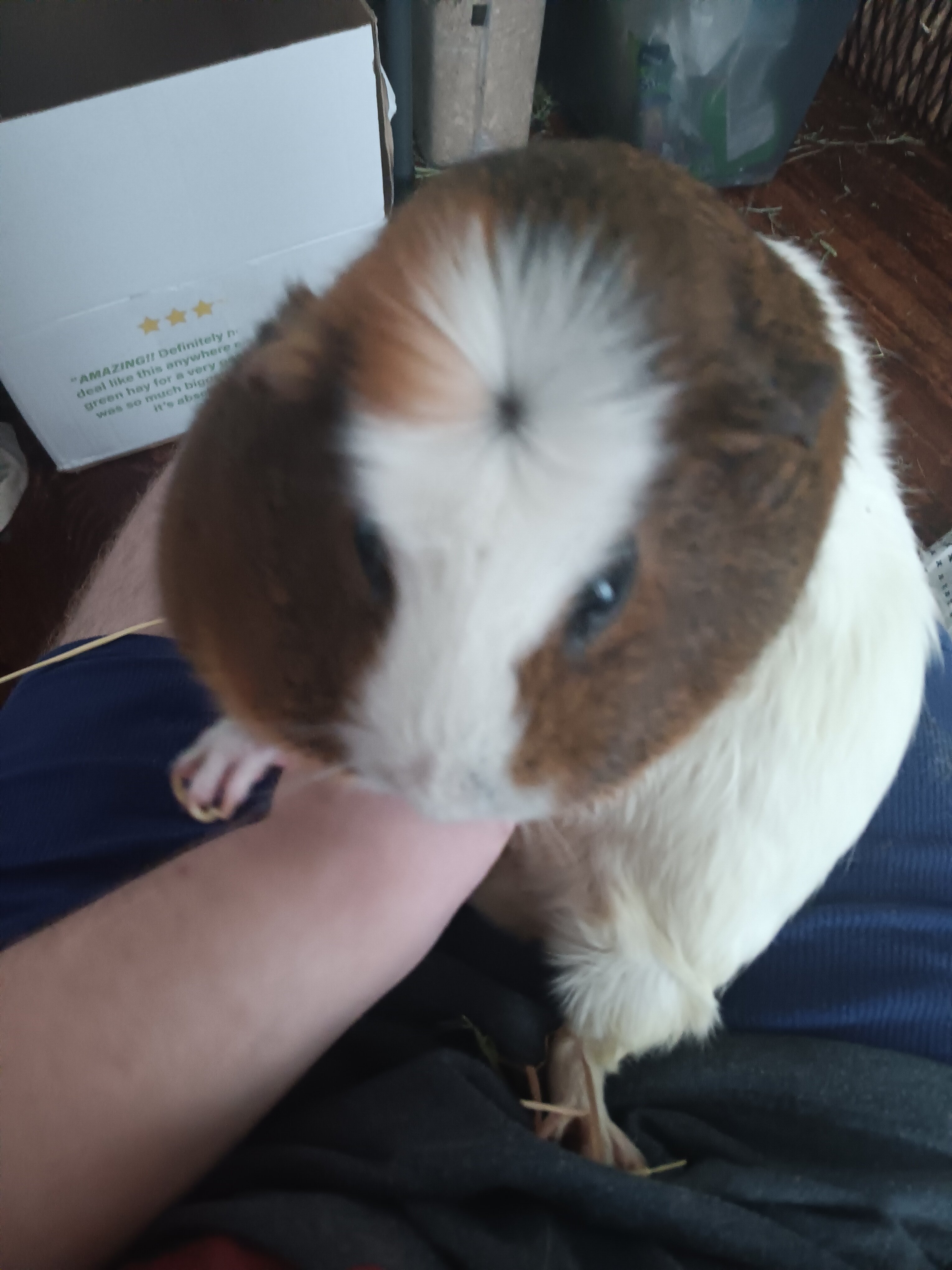 Healthy 4-year-old female guinea image 3